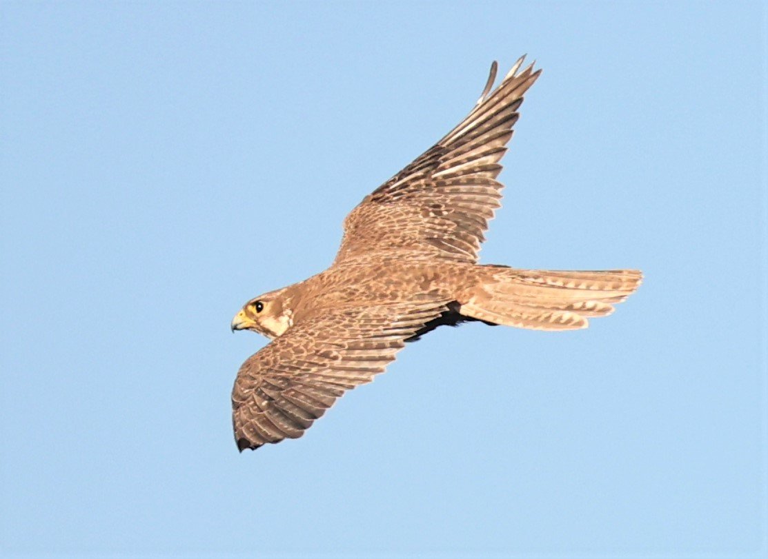 Falco mexicanus - PRAIRIE FALCON - MORLEY NELSON SNAKE RIVER BIRDS OF PREY NRA (25).jpg