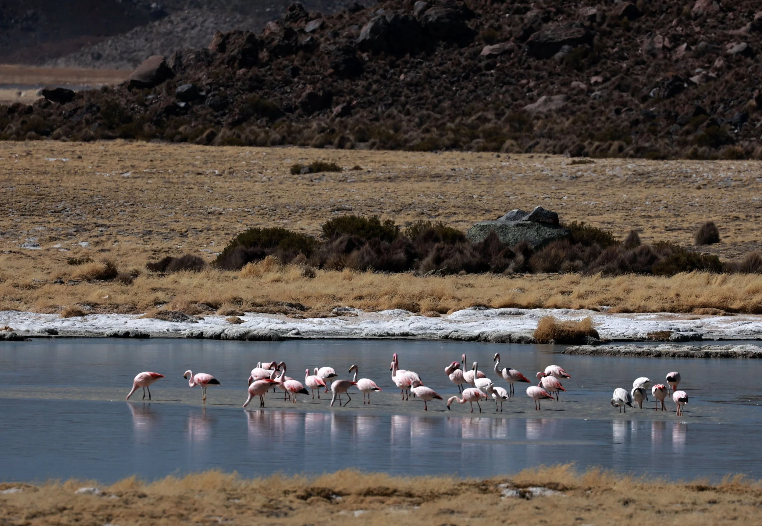 Flamingo - James's Flamingo - Phoenicoparrus jamesi - mixed with Andean flamingo - Phoenicoparrus andinus -  Lauca National Park, Chile (9).jpg