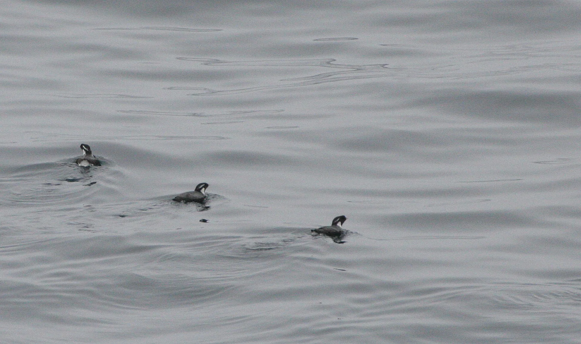 Synthliboramphus antiquus - ANCIENT MURRELET - KURIL ISLANDS RUSSIA (2).jpg