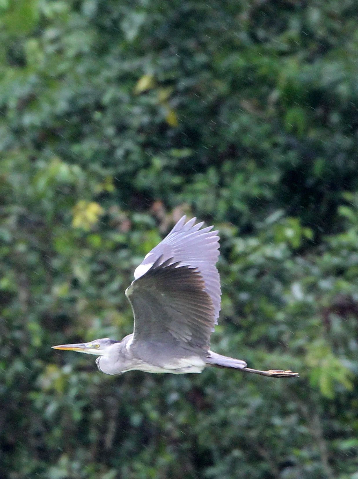 HERON - GREY HERON - Ardea cinerea - DZANGA BAI - DZANGA NDOKI NATIONAL PARK CENTRAL AFRICAN REPUBLIC (10).JPG