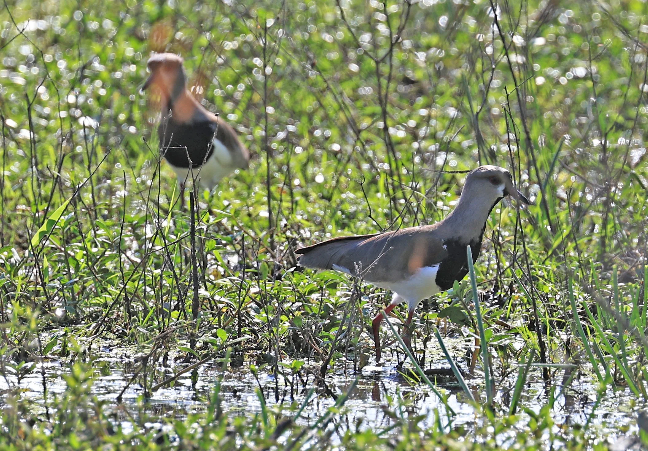 Southern Lapwing (Vanellus chilensis) Wetlands along Road between Pozo Colorado & Asuncion (2).jpg