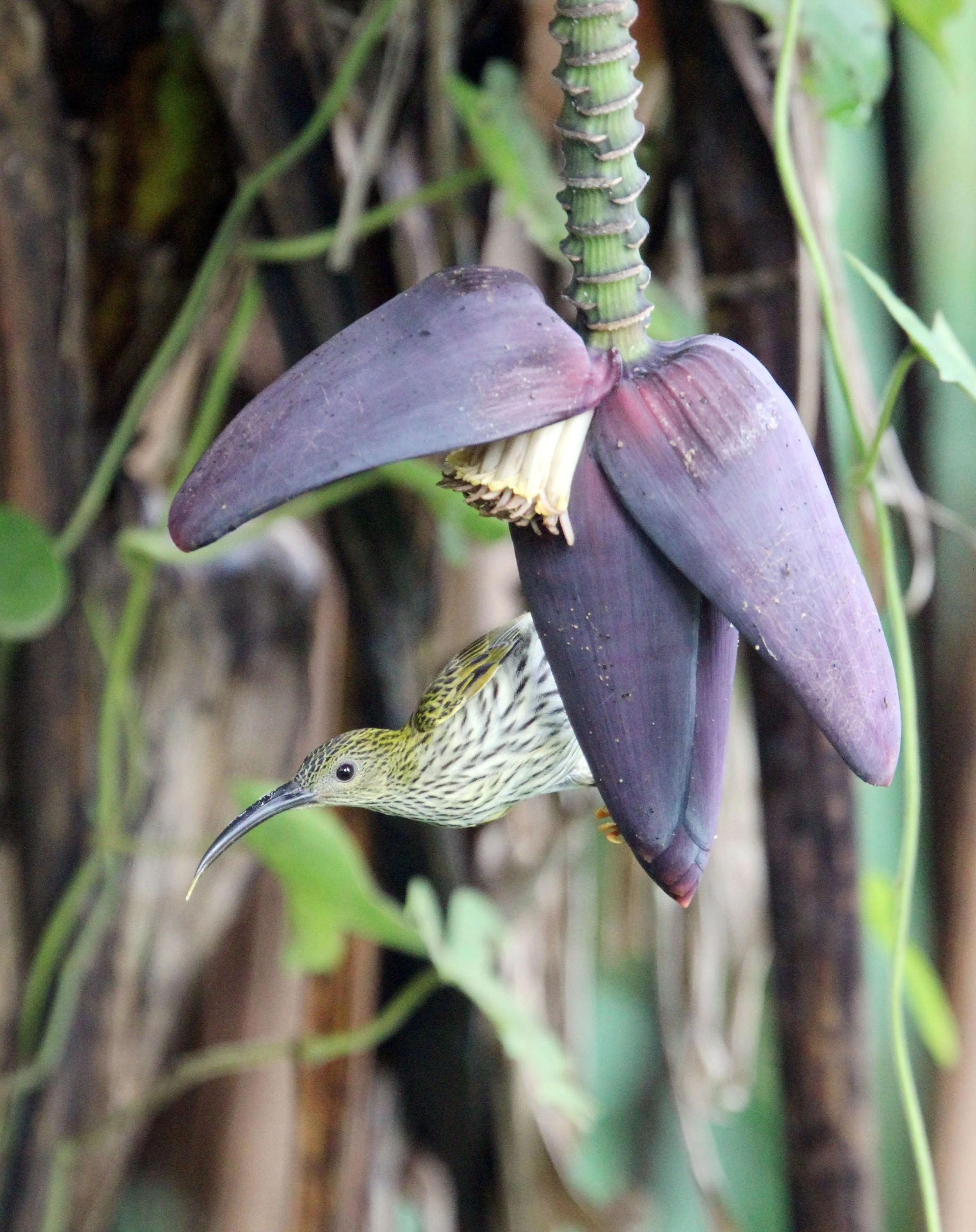 SPIDERHUNTER - STREAKED SPIDERHUNTER - Arachnothera magma - KAENG KRACHAN NATIONAL PARK THAILAND (22).JPG