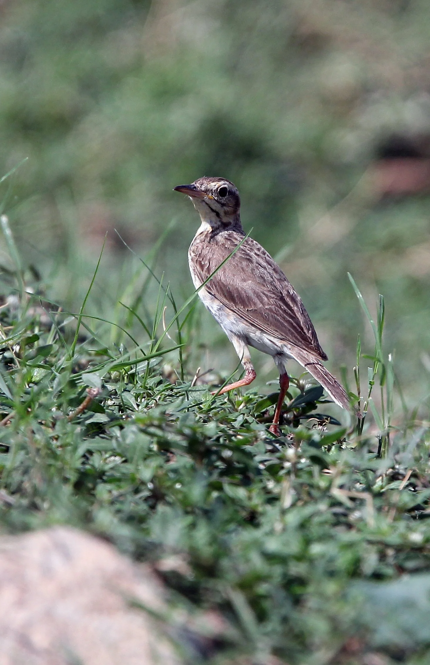 Paddyfield Pipit (Anthus rufulus) KOH LANTA THAILAND - SUMMER 2015 (34).JPG
