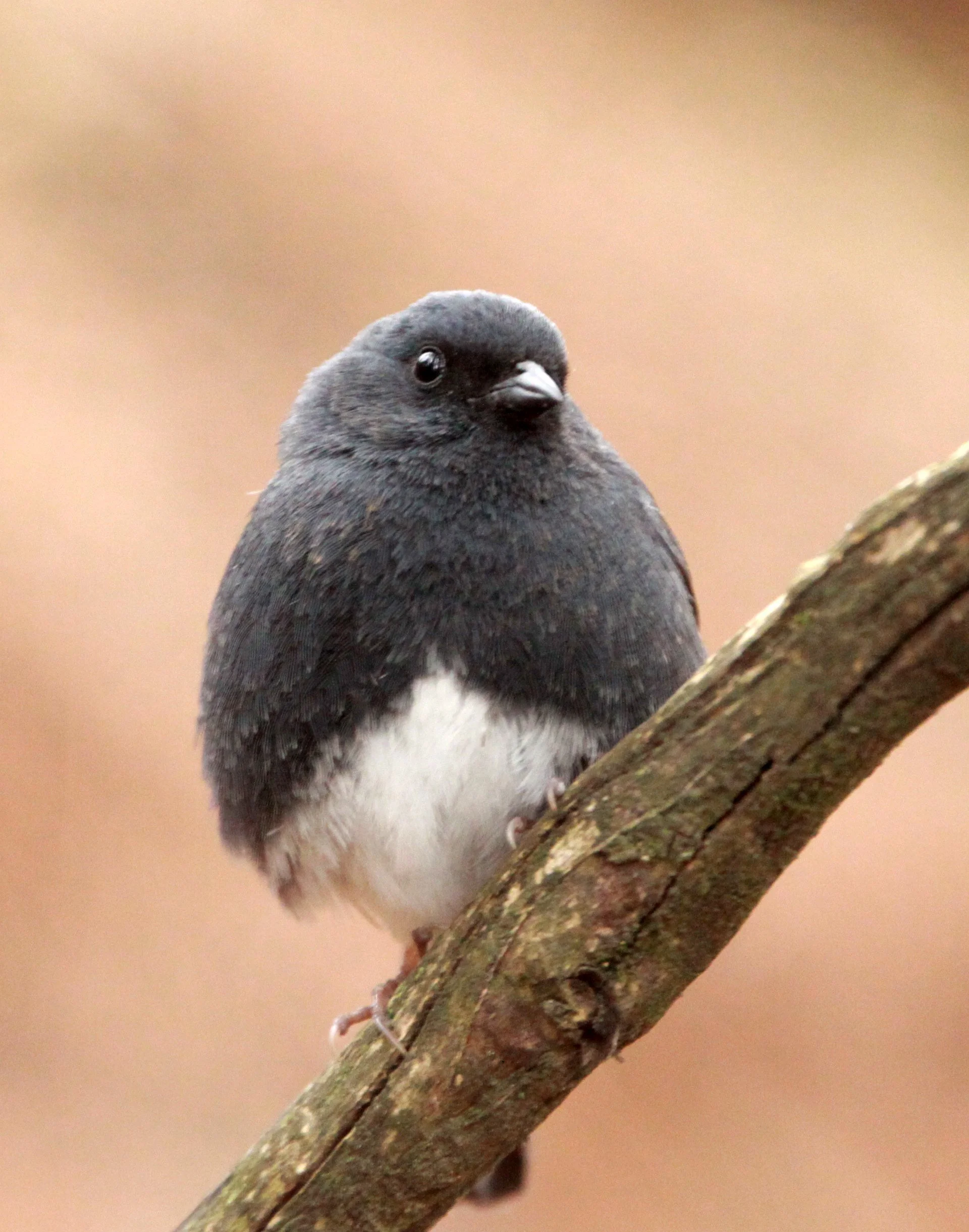 Slaty Bunting (Emberiza siemsseni) Huangshan NP Anhui China (8).JPG