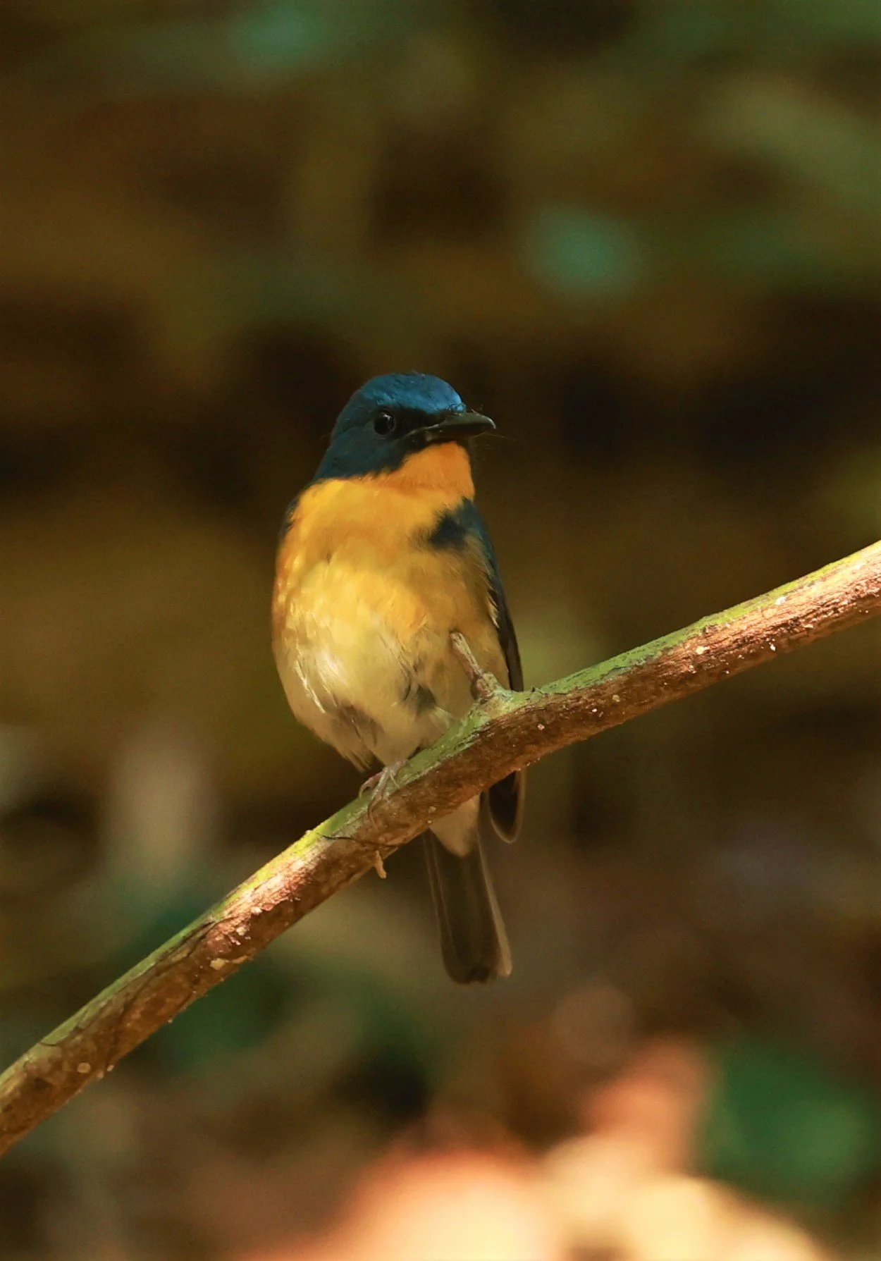 FLYCATCHER - LARGE BLUE FLYCATCHER - Cyornis magnirostris - Si Phang Nga National Park, Thailand Feb 18-19, 2023 (86).jpg