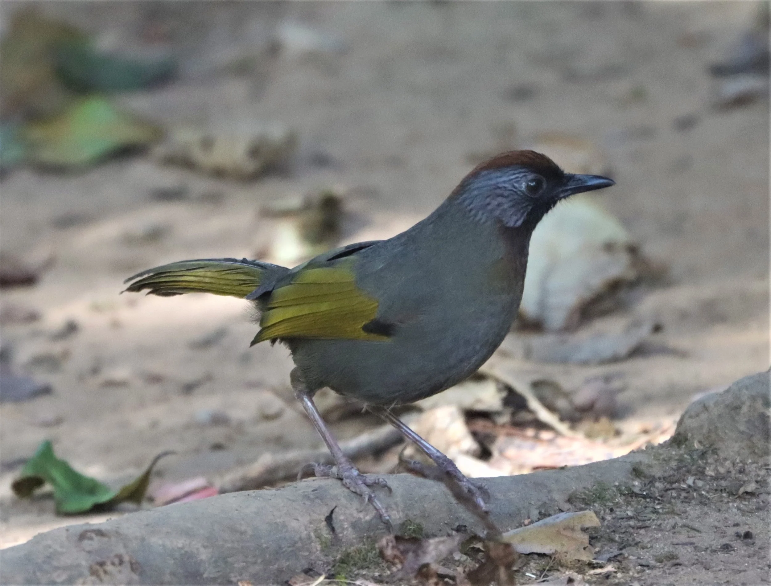 LAUGHINGTHRUSH - CHESTNUT-CROWNED LAUGHINGTHRUSH - Garrulax erythrocephalus - DOI INTHANON SUMMIT (8).jpg