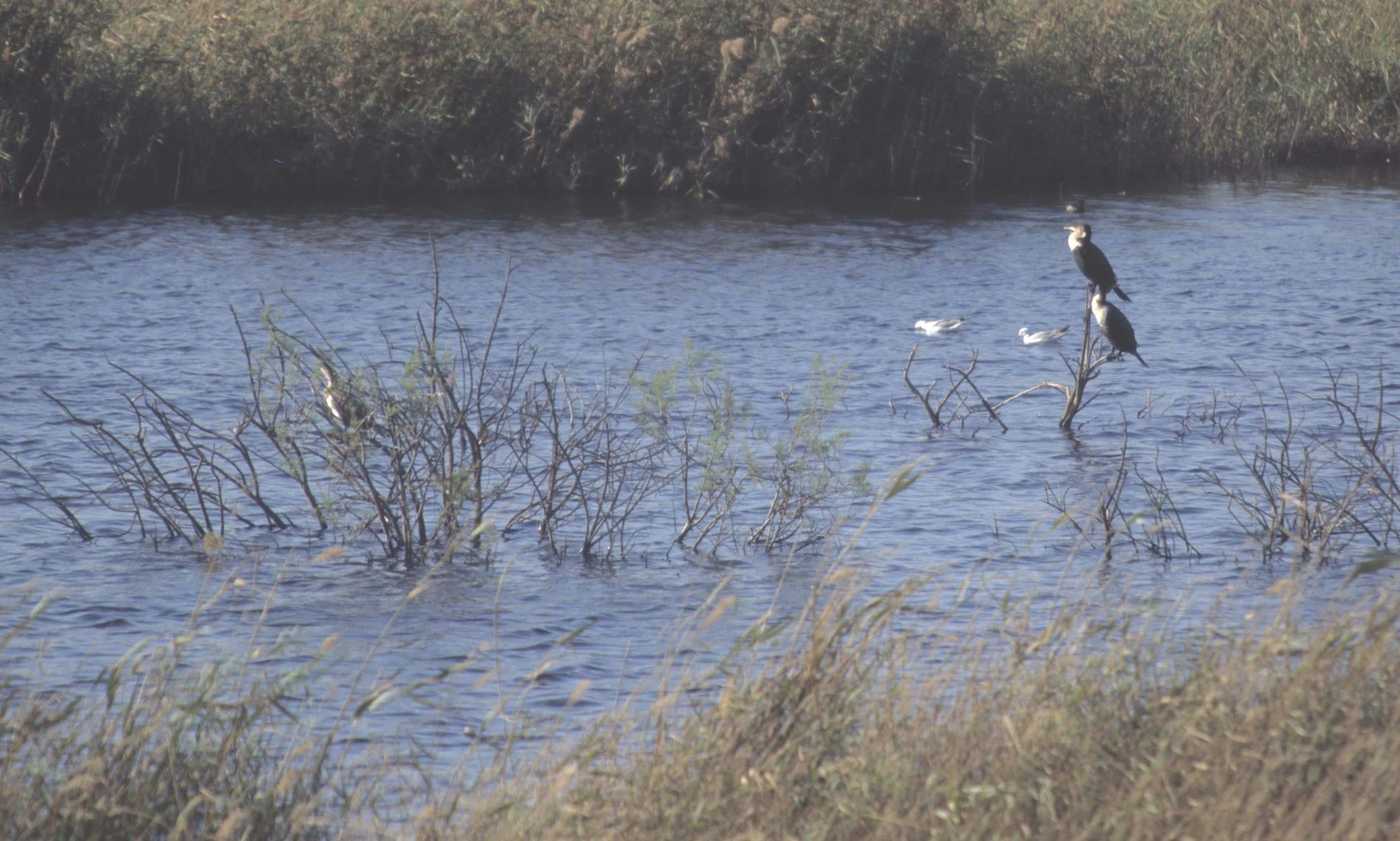 BIRDS - CORMORANT - WHITEBREASTED - NAMIBIA COAST.jpg