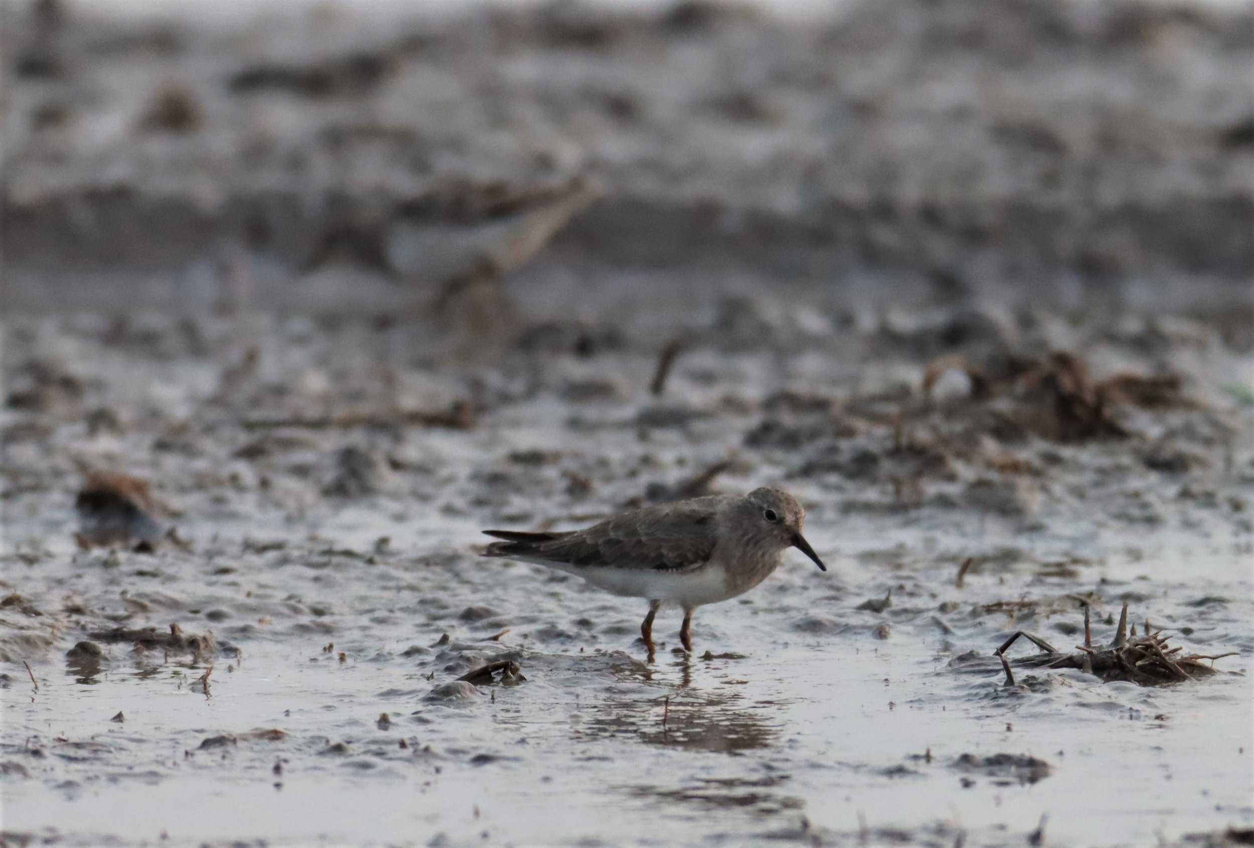 SANDPIPER - COMMON SANDPIPER - Actitus hypoleucos - PATHUM THANI RICE RESEARCH CENTER (1).jpg
