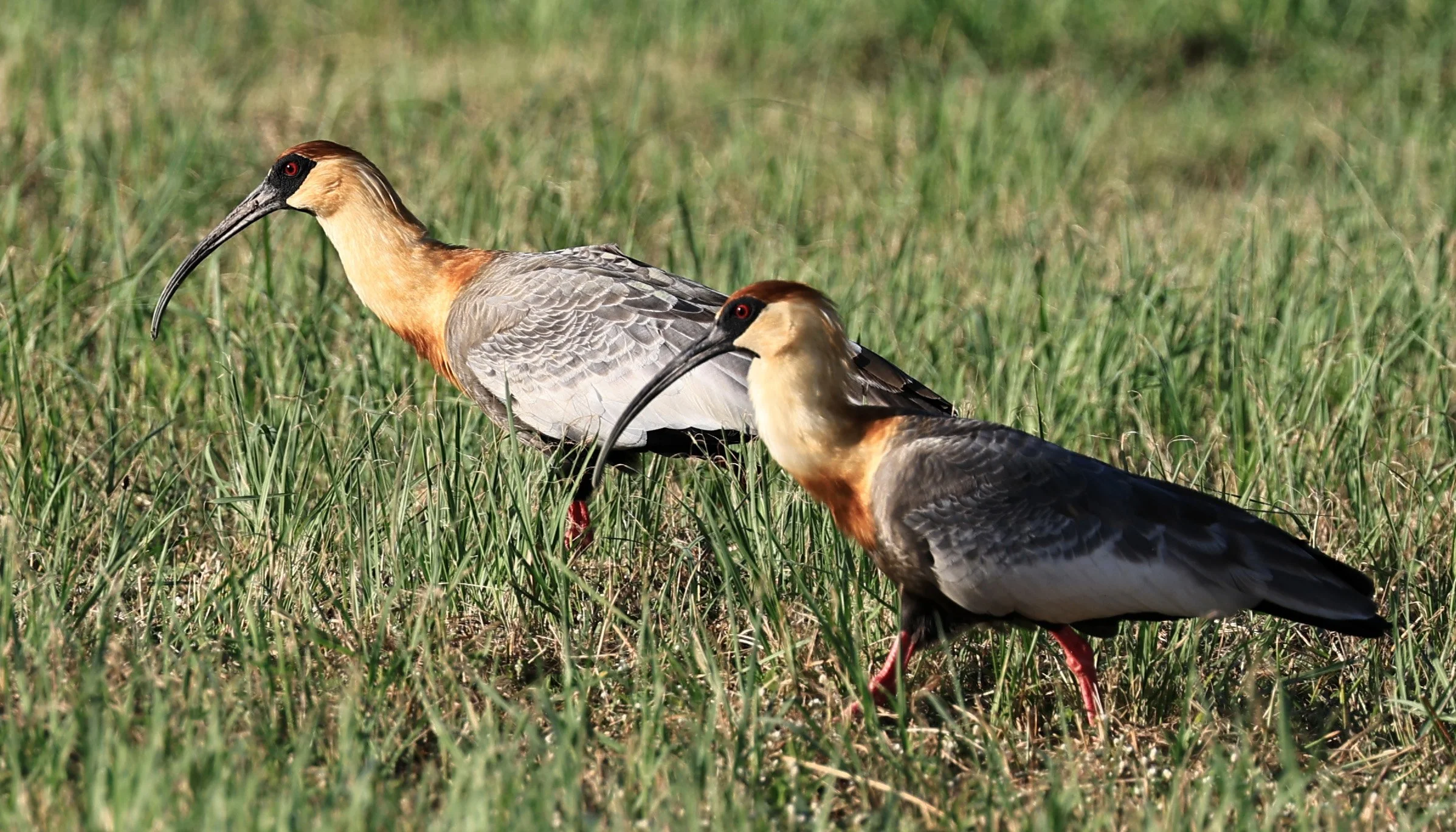 Buff-necked Ibis (Theristicus caudatus) Estancia Campo'i Paraguay (58).jpg