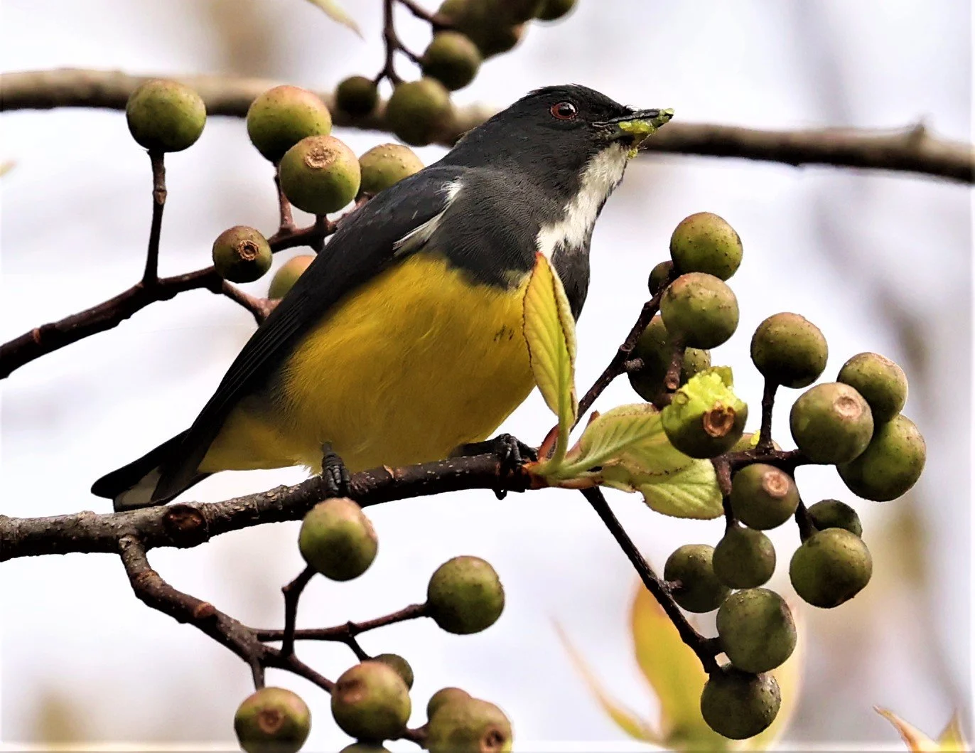FLOWERPECKER - YELLOW-BELLIED FLOWERPECKER - Dicaeum melanozanthum - DOI INTHANON NP CHIANG MAI, DEC 2021 (20).JPG