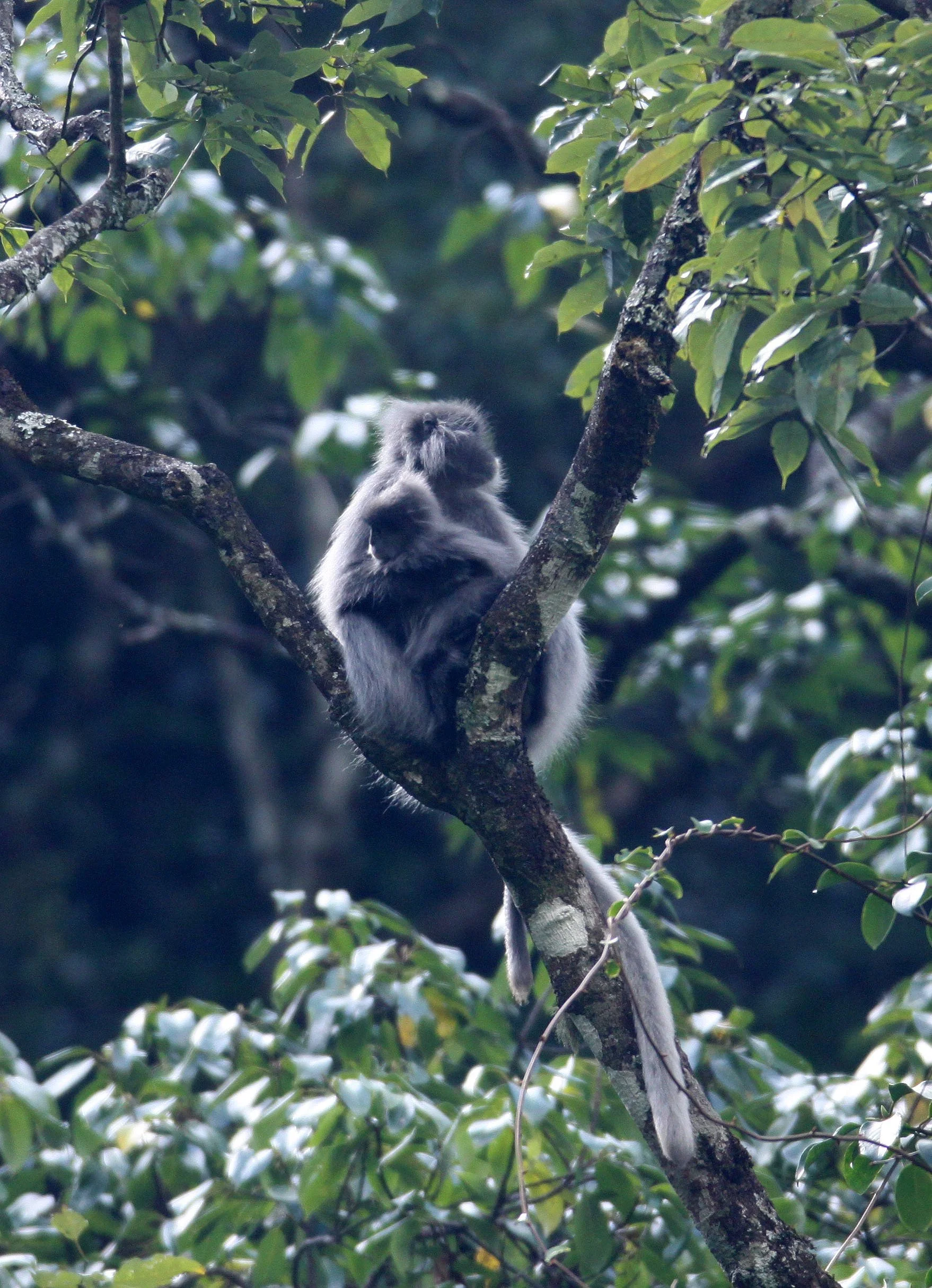 CERCOPITHECIDAE - Trachypithecus crepusculus - INDOCHINESE GRAY LANGUR - WULIANGSHAN NATURE RESERVE YUNNAN CHINA (71).JPG