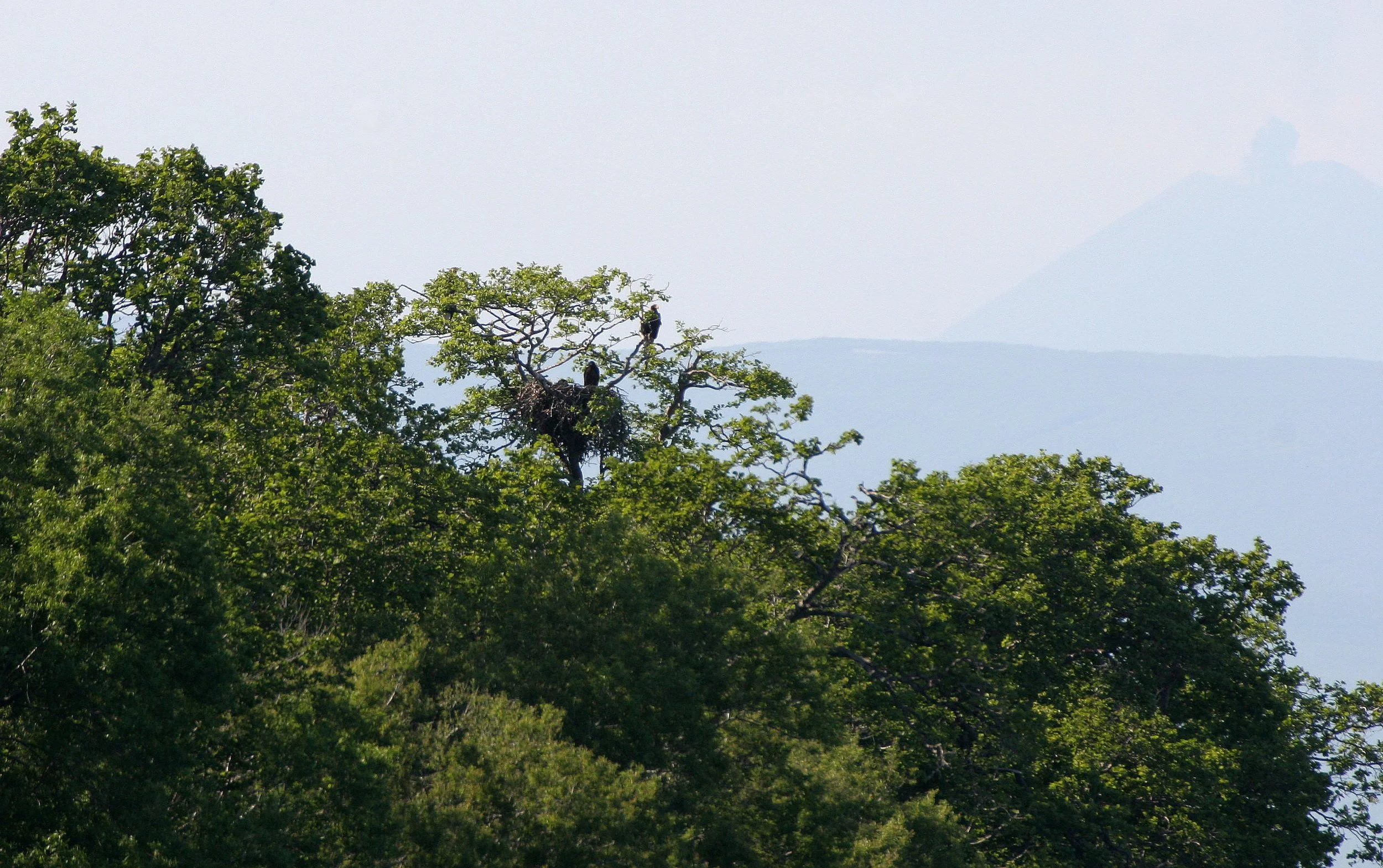 Haliaeetus pelagicus - STELLERS SEA EAGLE - ON KAMCHATKA COASTLINE - RUSSIA (82).jpg