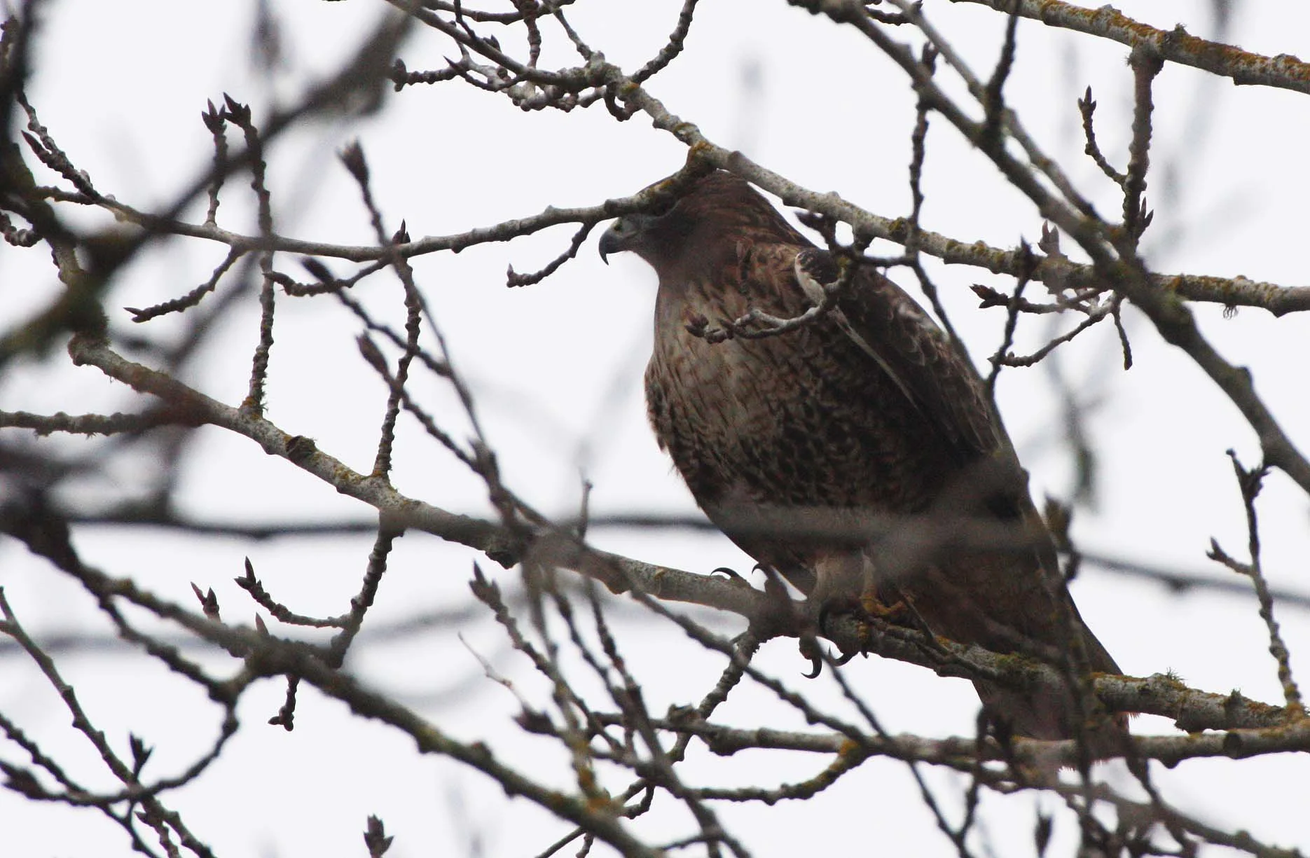 BIRD - HAWK - RED-TAILED HAWK - LIGHT JUVENILE - JAMESTOWN WA.JPG