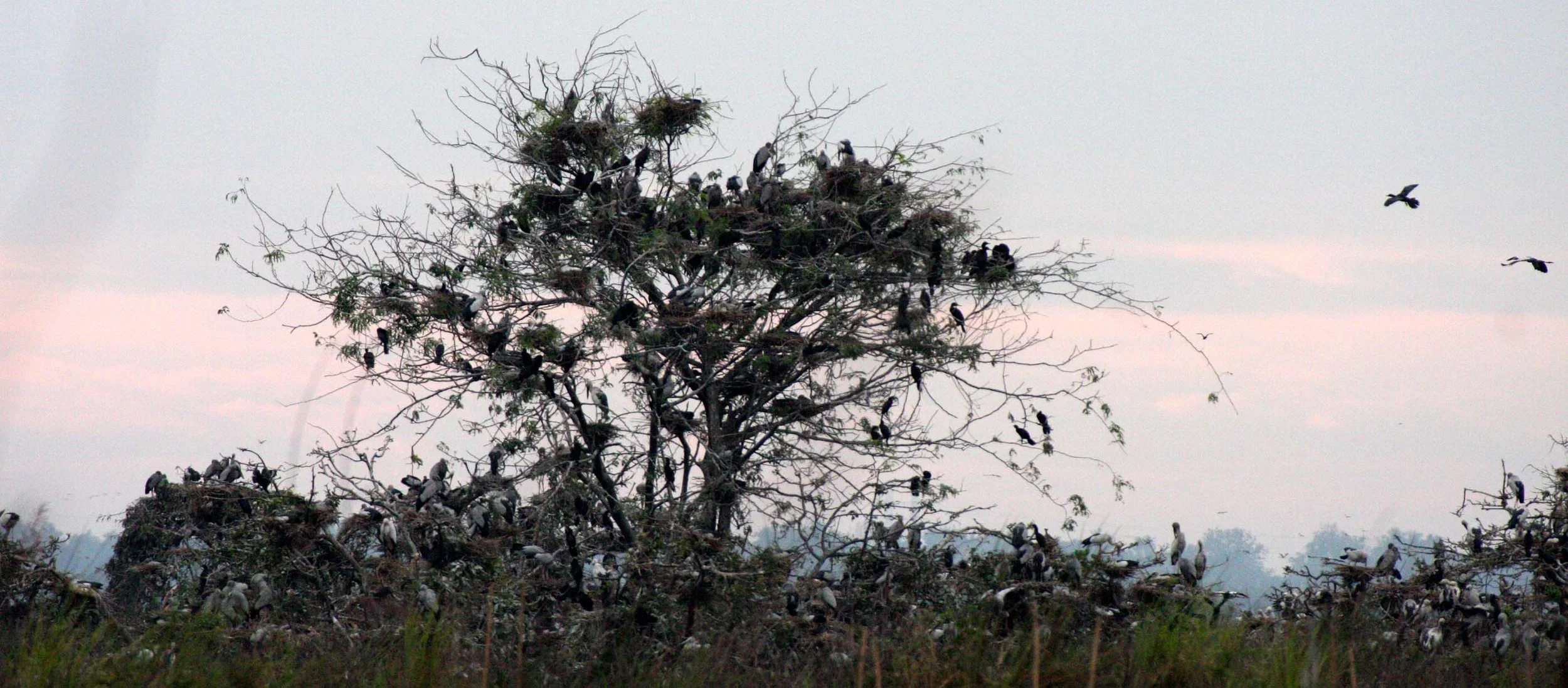 STORK - ASIAN OPENBILL - Anastomus oscitans - ROOKERY IN BUENG BORAPHET THAILAND - CHRISTMAS IN THAILAND TRIP 2008 (2).JPG