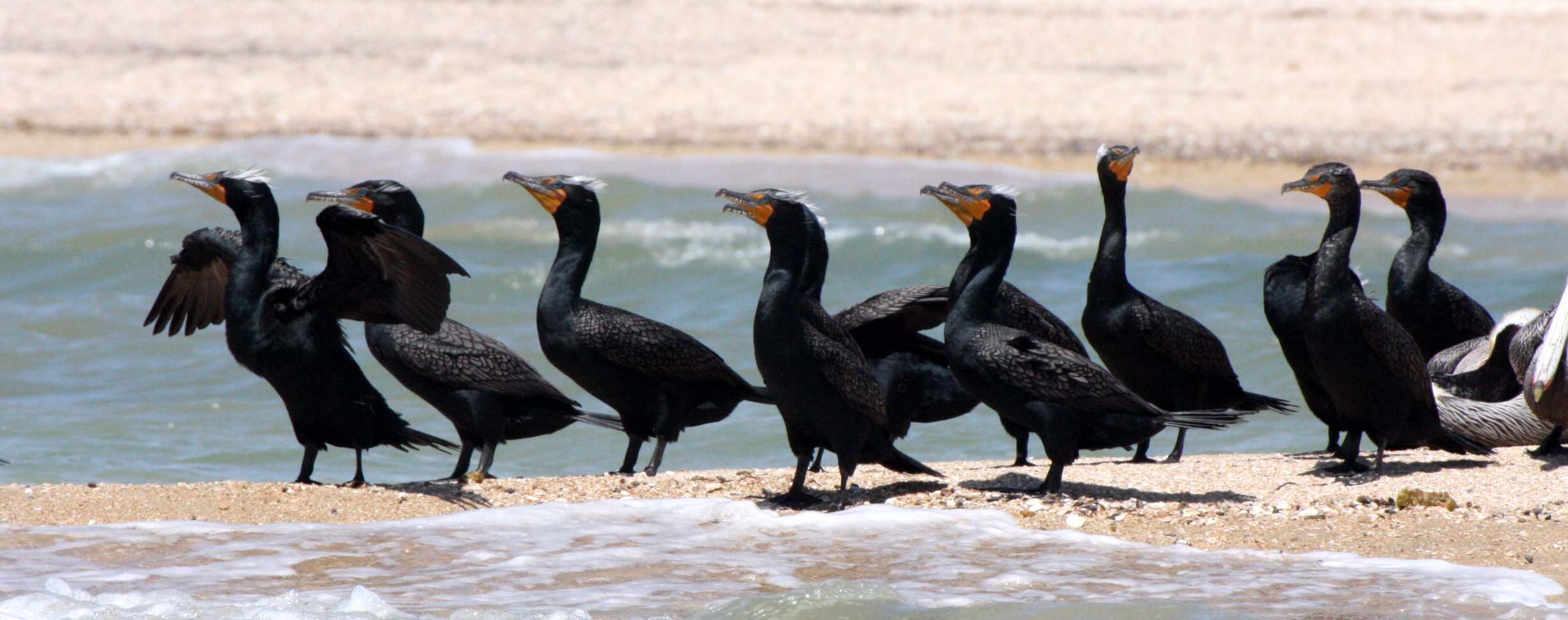 Nannopterum auritum - Double-crested Cormorant - San Ignacio Lagoon, Baja Mexico (18).JPG
