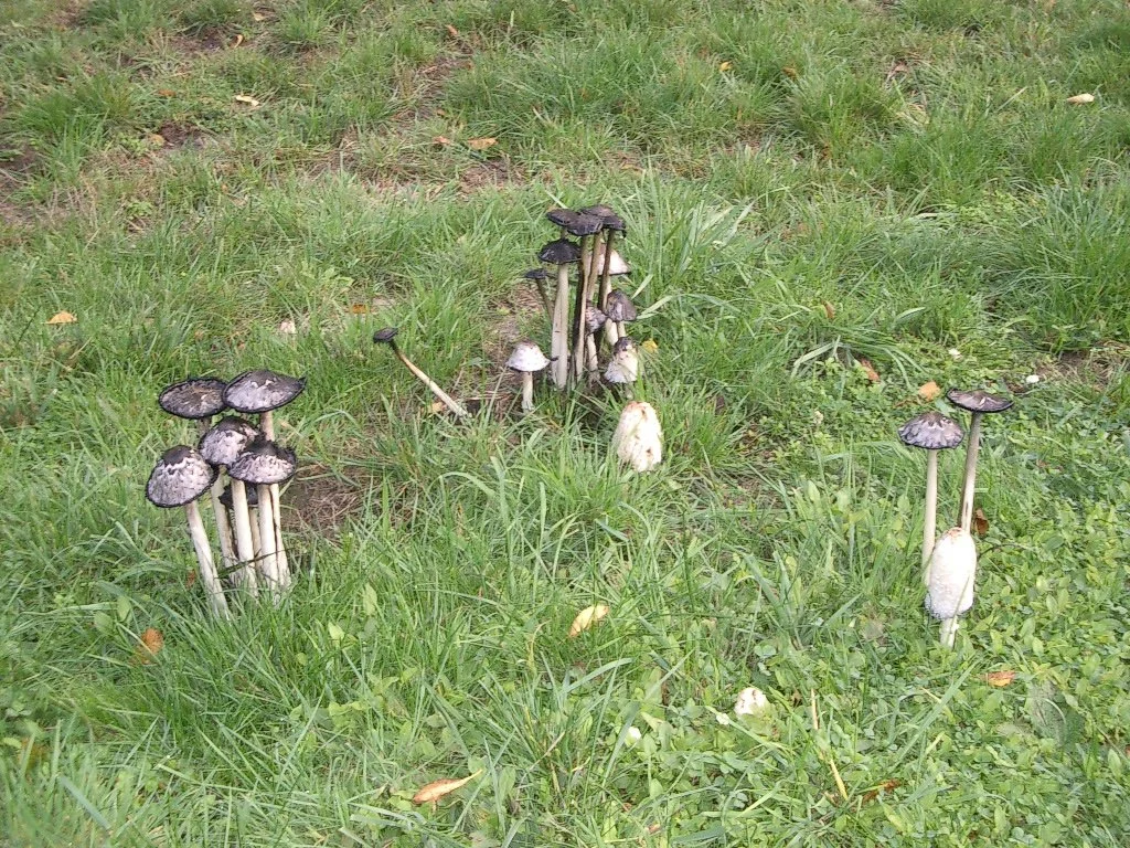 2003-10-14 LAKE FARM (2).JPG