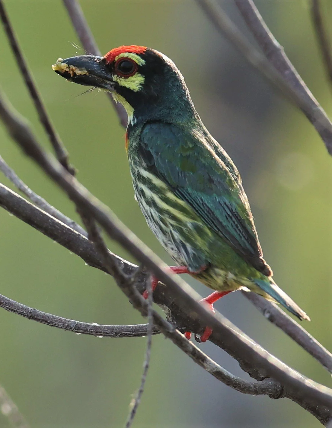 BARBET - COPPERSMITH BARBET - Megalaima haemacephala - KHAO SAM ROI YOD SONGKRAN 2022 (4).jpg
