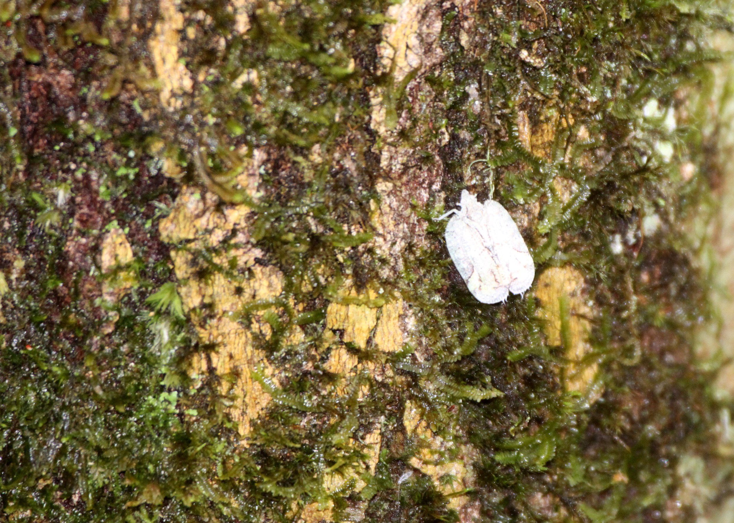Eurybrachidae (Thessitus sp) - Andisabe NP, Madagascar (2).JPG