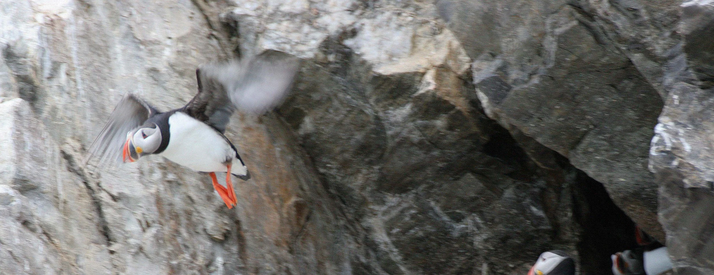 Fratercula arctica - ATLANTIC PUFFIN - SVALBARD (43).jpg
