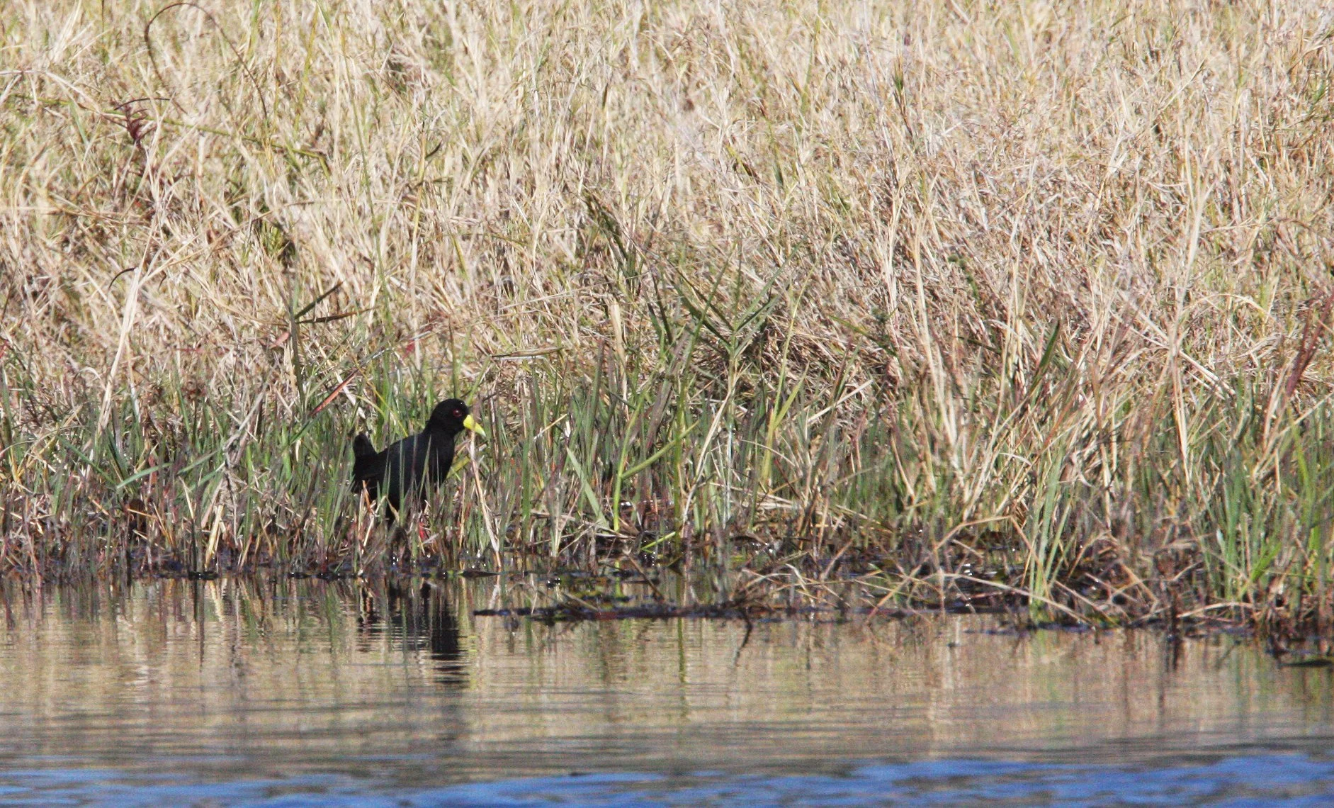 Black Crake (Zapornia flavirostra) Nech Sar NP Ethiopia