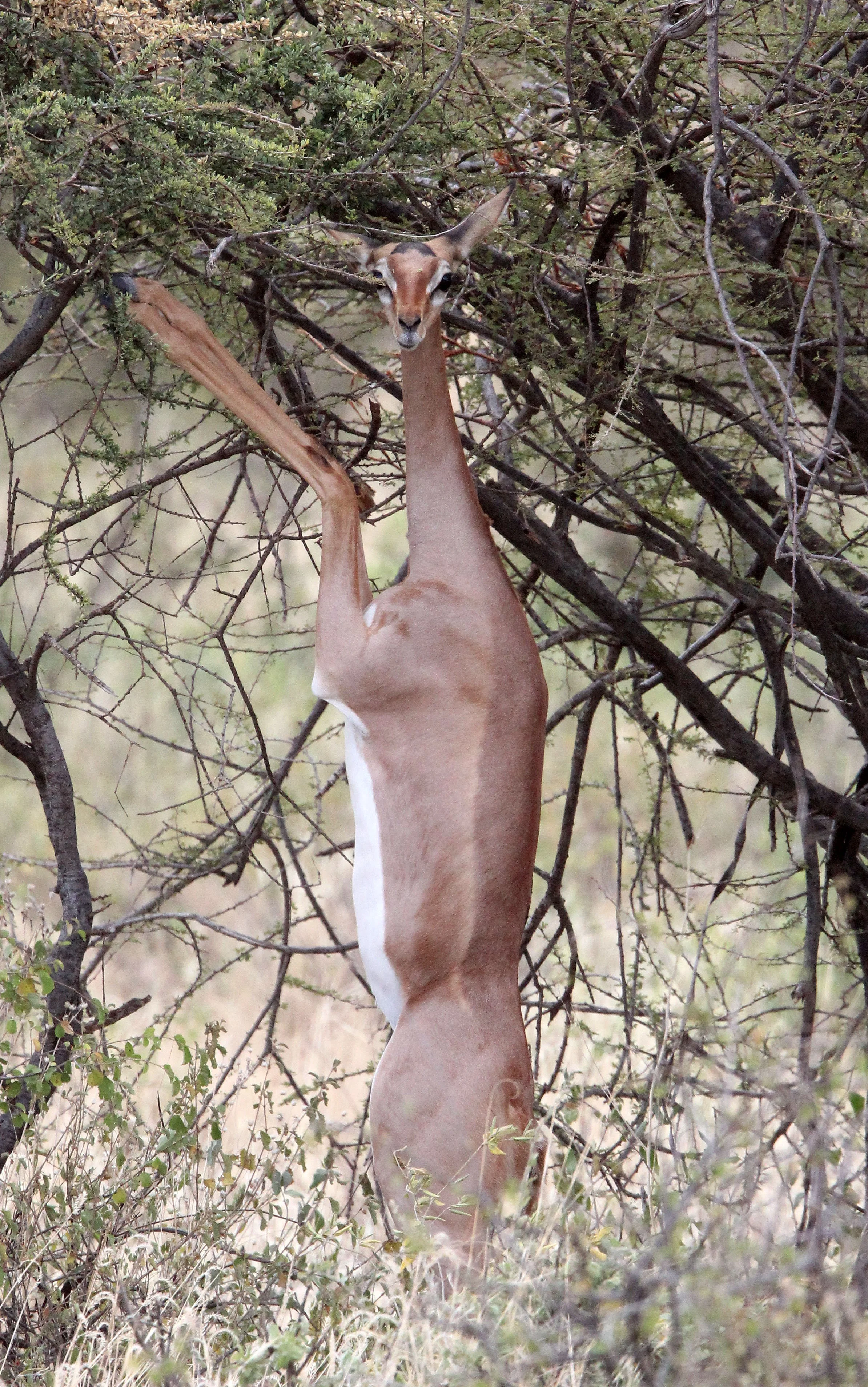 GERENUK - SOUTHERN GERENUK - Litocranius walleri - SAMBURU NATIONAL PARK KENYA  (6).JPG