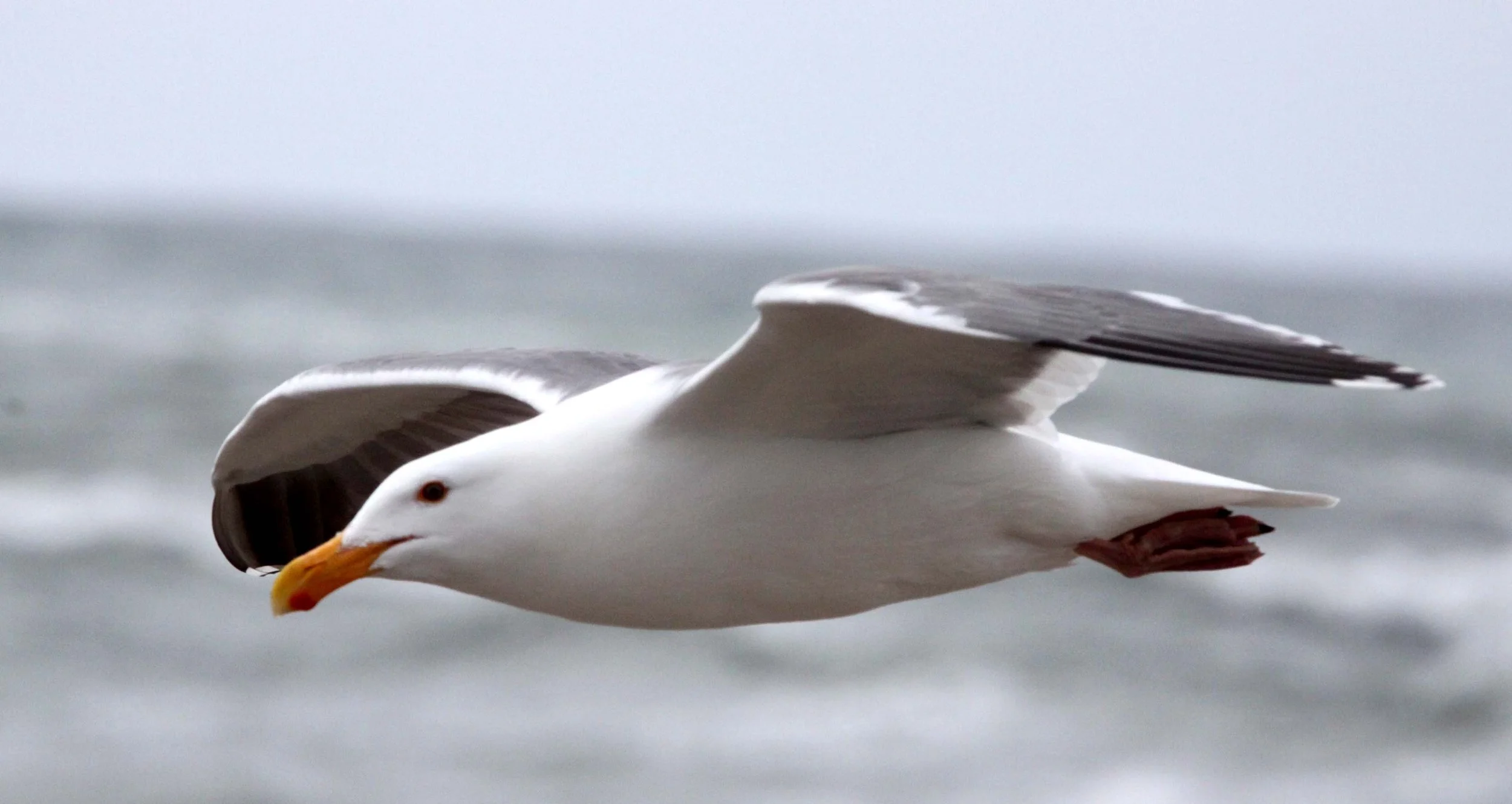 BIRD - GULL - WESTERN GULL - ELKHORN SLOUGH CALIFORNIA.JPG