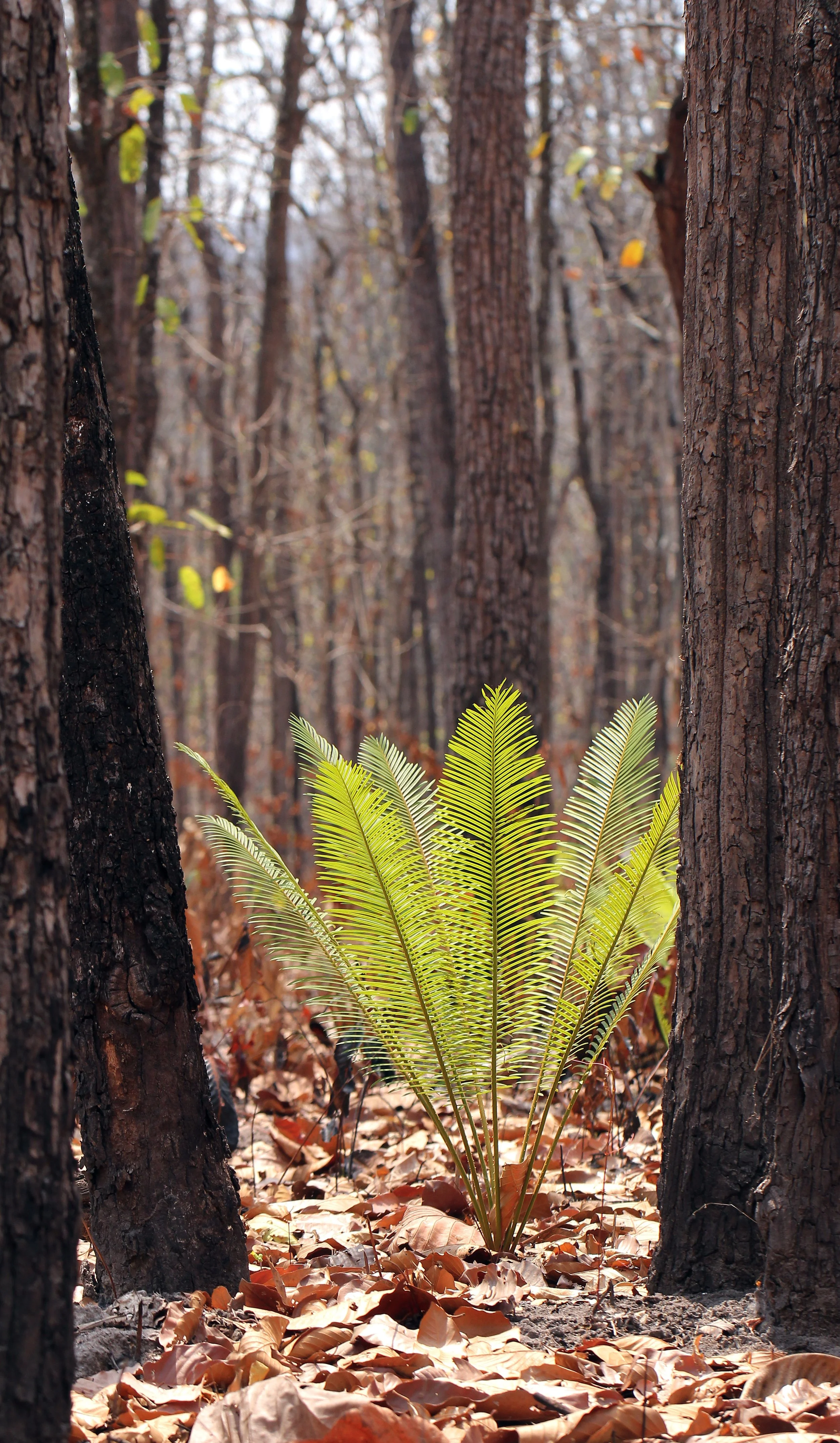 Cycas siamensis, a species of cycad native to seasonally dry forests in Southeast Asia. 