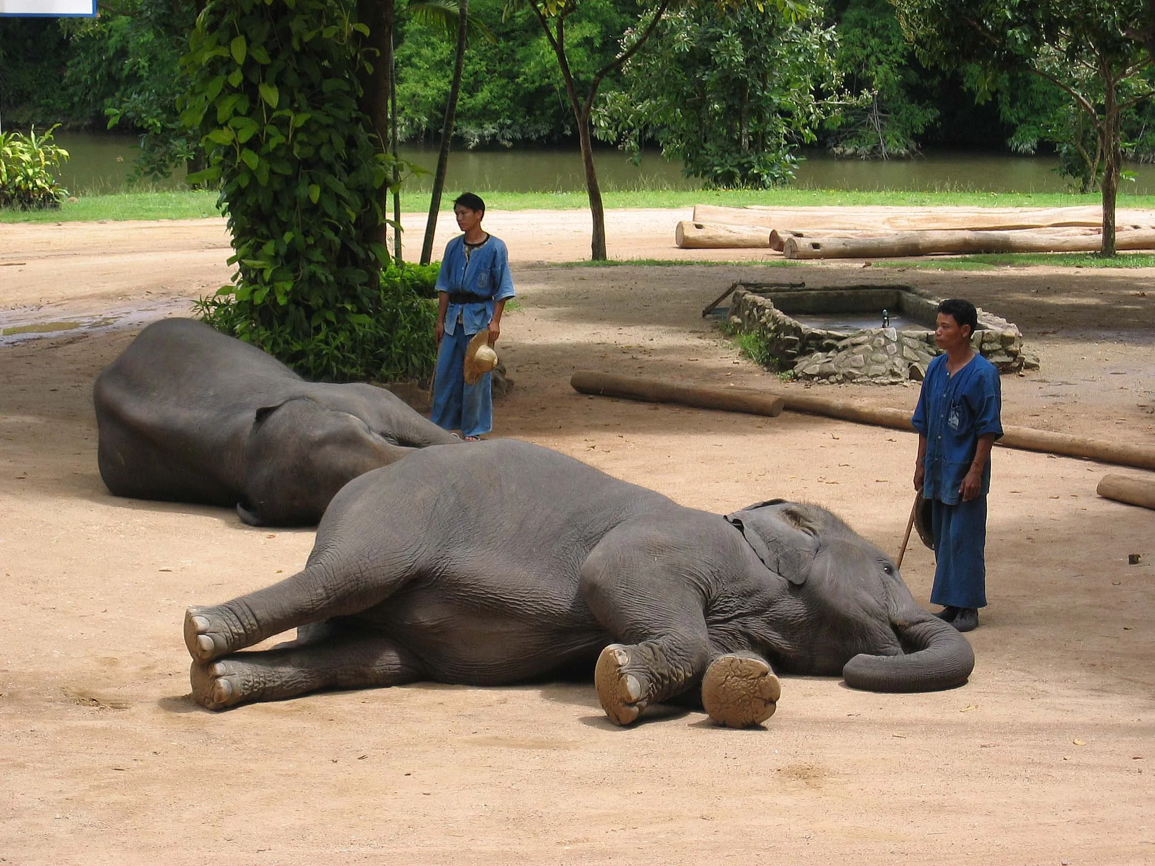 2008 Lampang City & Elephant Center (137).jpg