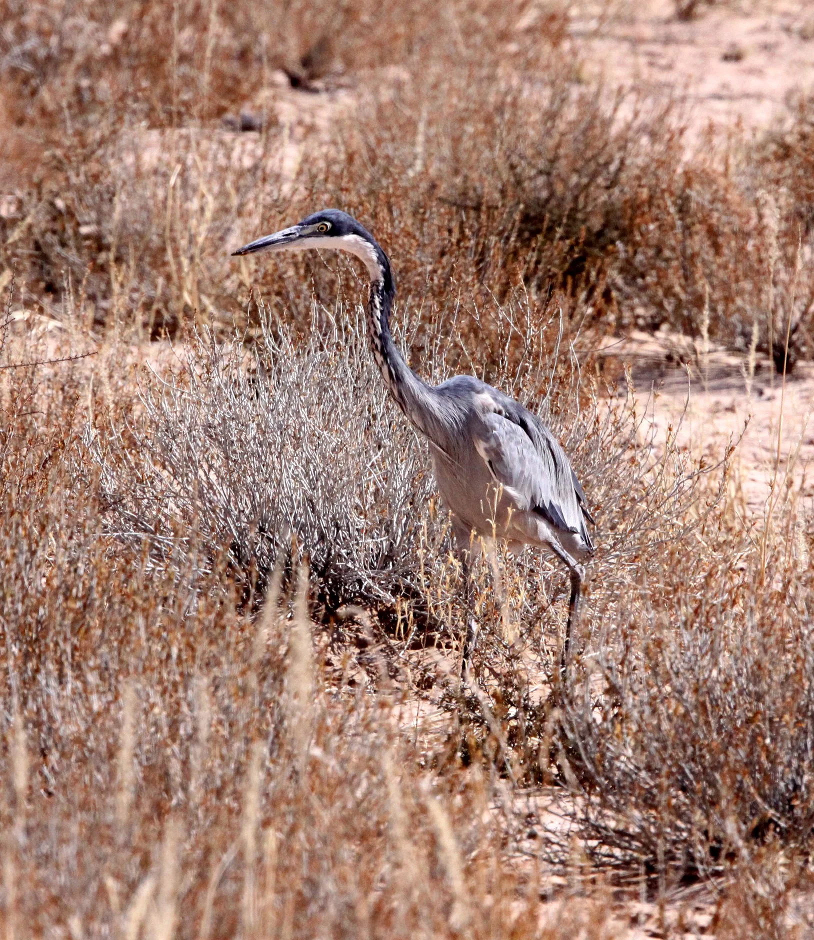 HERON - BLACK-HEADED HERON - Ardea melanocephala - KGALAGADI NATIONAL PARK SOUTH AFRICA (7).JPG