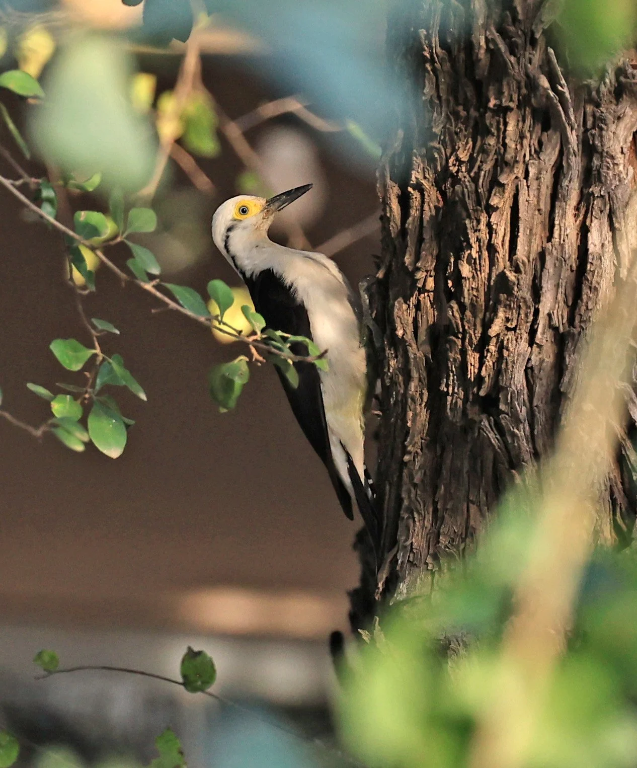 White Woodpecker (Melanerpes candidus) Hotel Campestre Iparoma Paraguay  (3).jpg