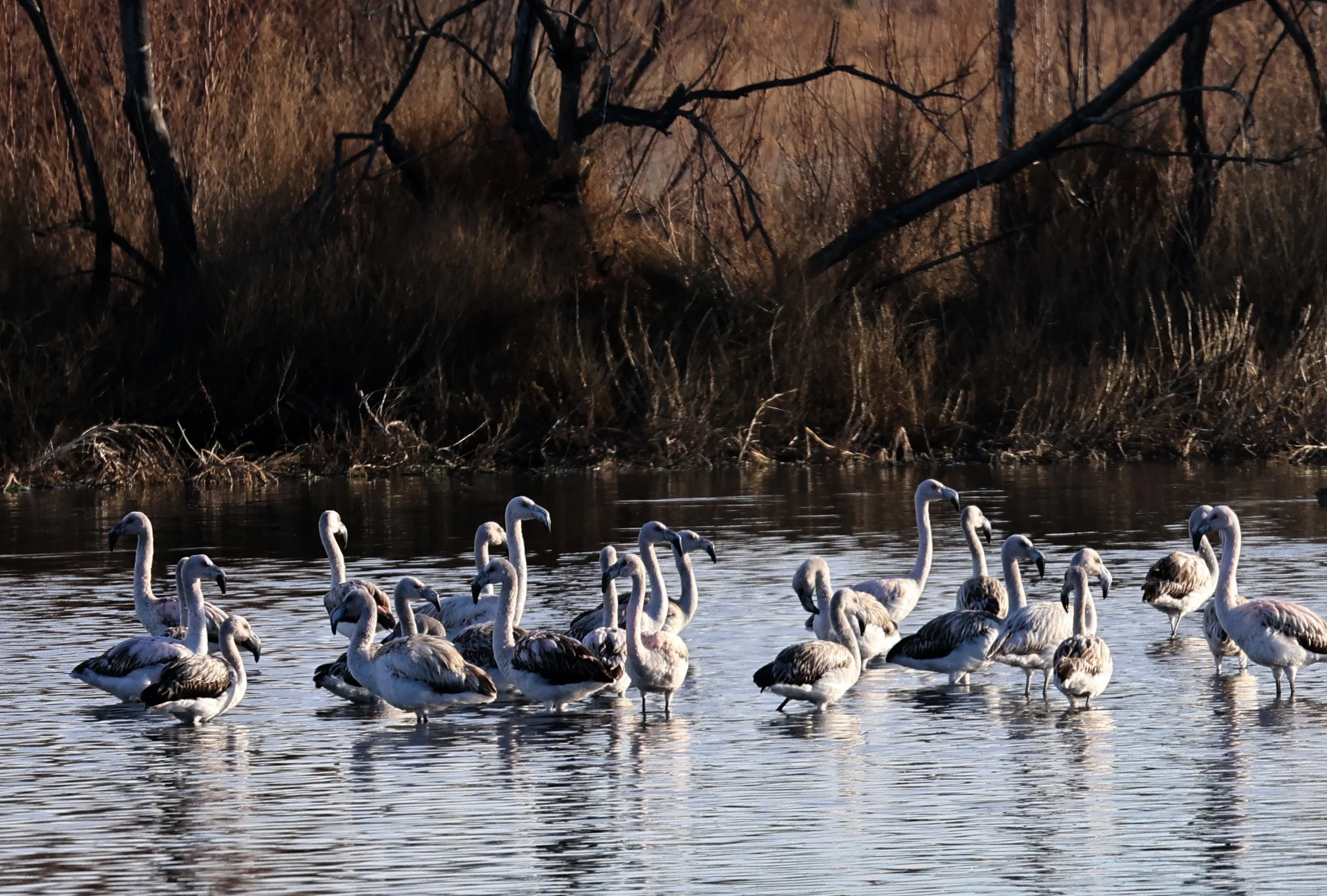 Chilean Flamingo (Phoenicopterus chilensis) Lagunas del Ornitólogo, Trelew Argentina (33).jpg