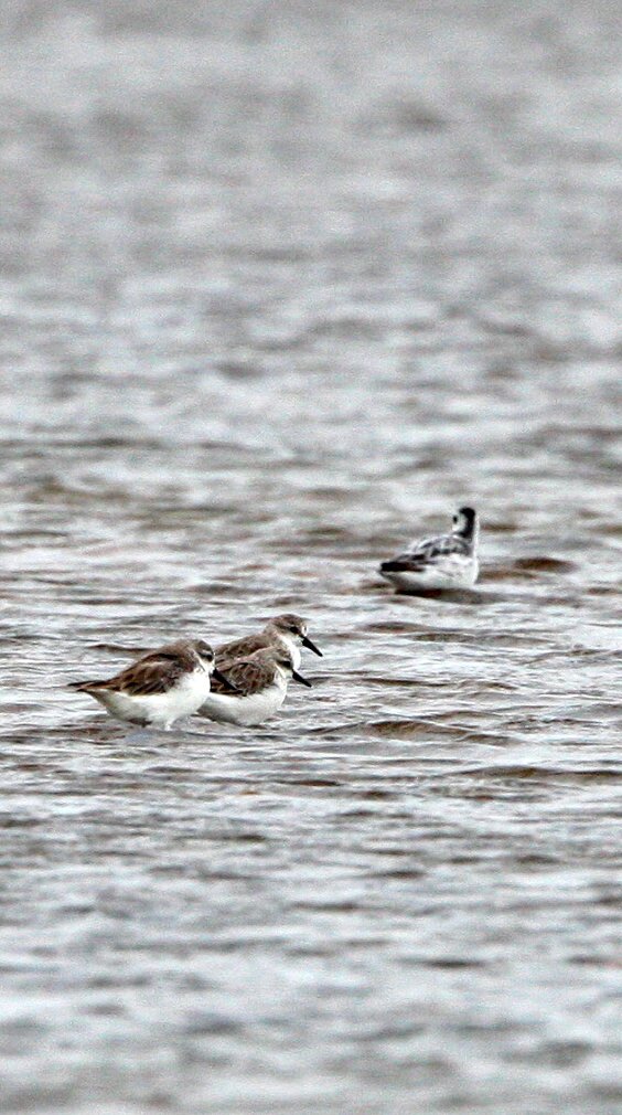 SANDPIPER - SPOON-BILLED SANDPIPER - Calidris pygmeus - PAK THALE PETCHABURI PROVINCE THAILAND (43).JPG