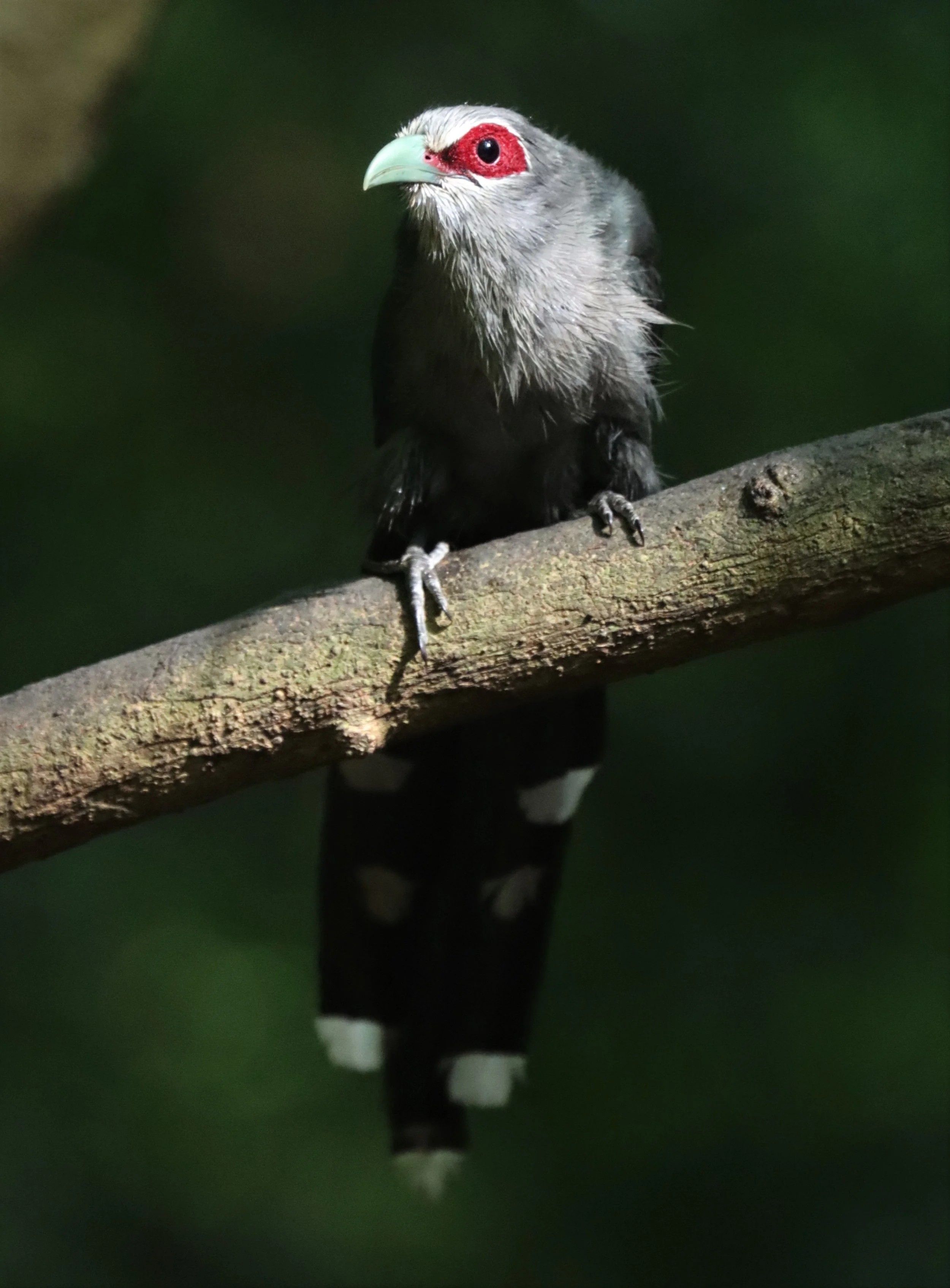 Green-billed Malkoha (Phaenicophaeus tristis) Lung Sin Hide nr Khaeng Krachan NP Thailand (4).jpg