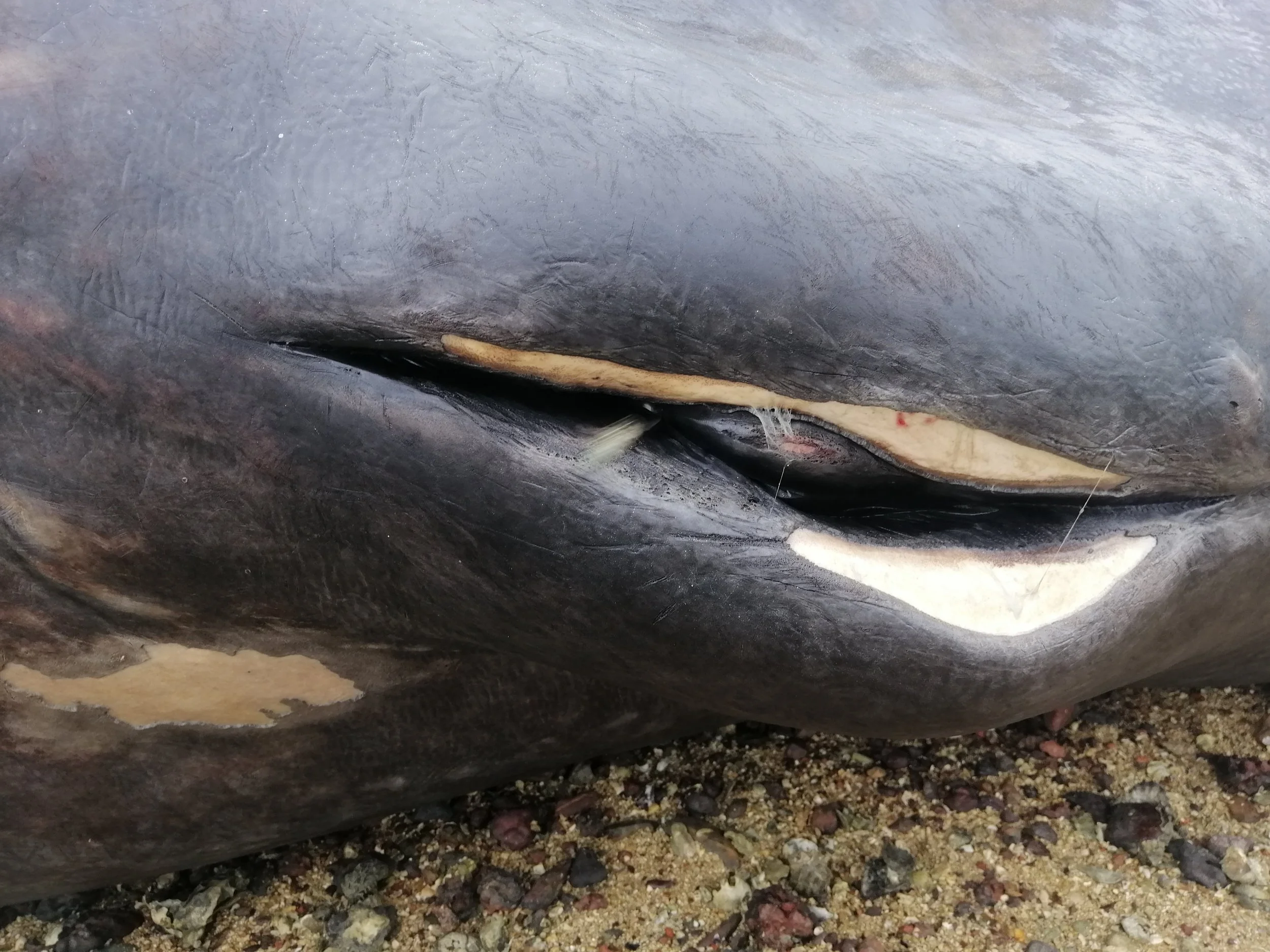 2019 Koh Lanta Dead Sperm Whale Summer Trip (22).jpg