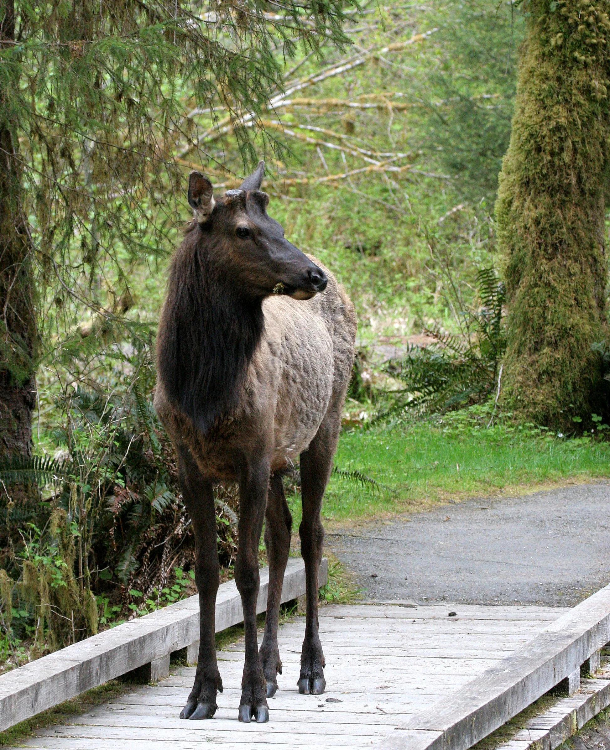 Cervus canadensis roosevelti - ROOSEVELT ELK - HOH RIVER VALLEY - ONP WA  (138).JPG