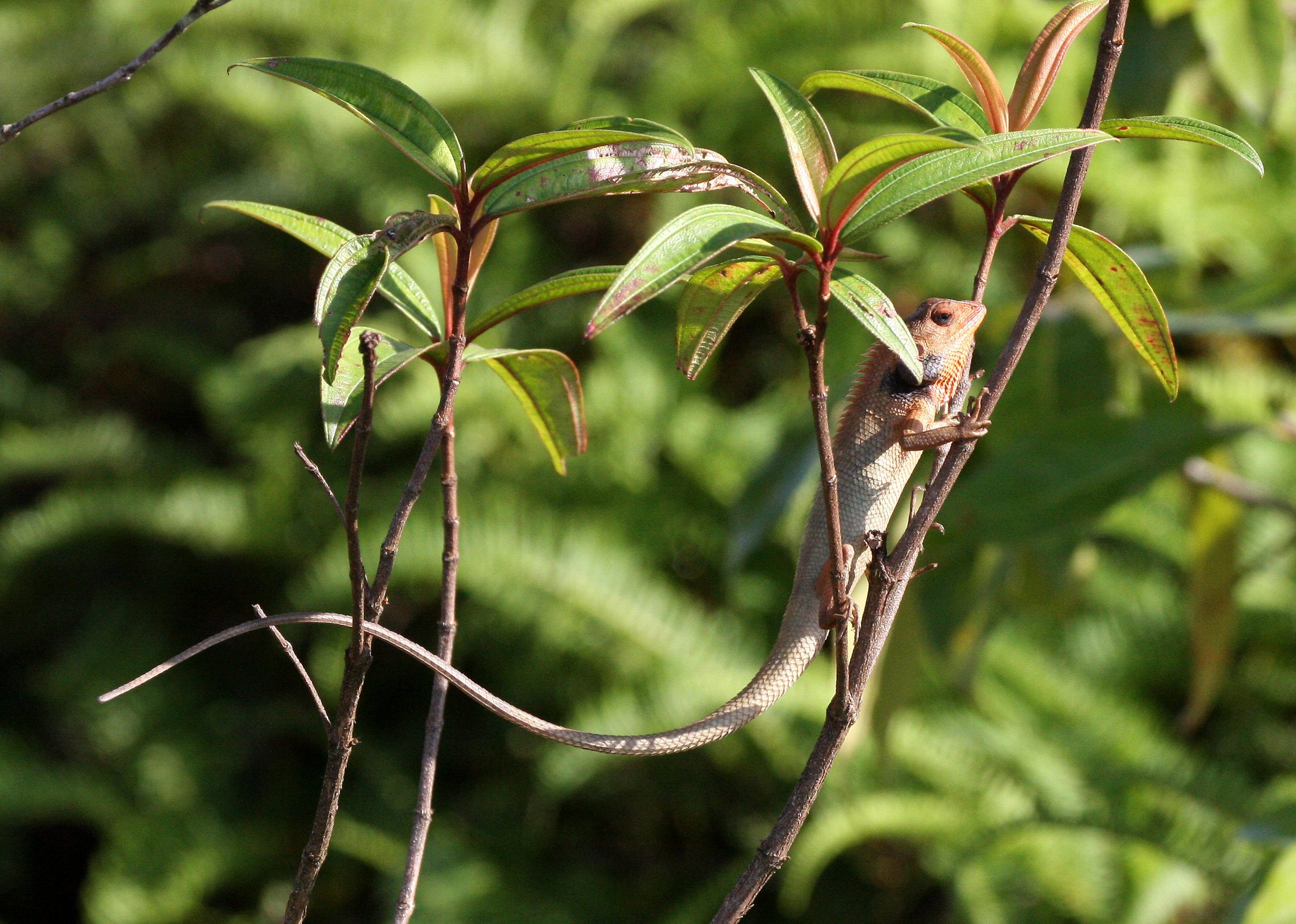 Calotes versicolor  - ORIENTAL GARDEN LIZARD - KRUNG CHIN THALE MOG VIEW POINT THAILAND (5).JPG