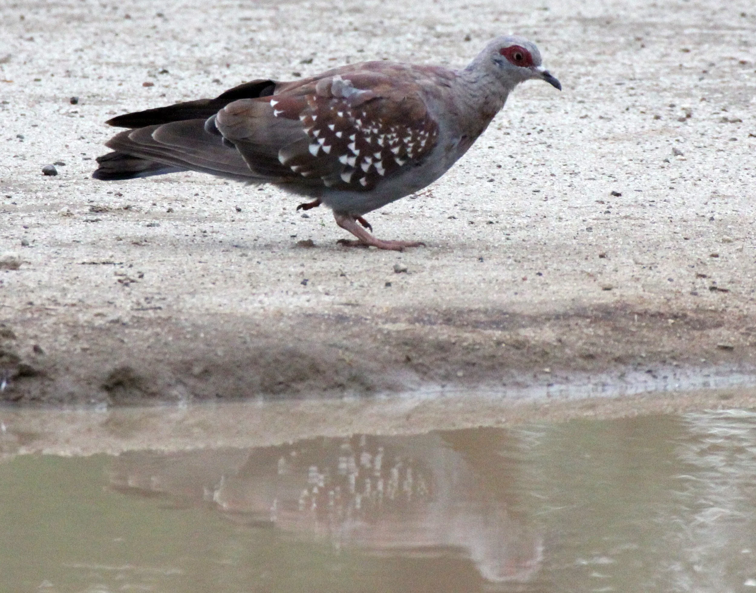 Speckled Pigeon (Columba guinea) Langano Lake Ethiopia.JPG
