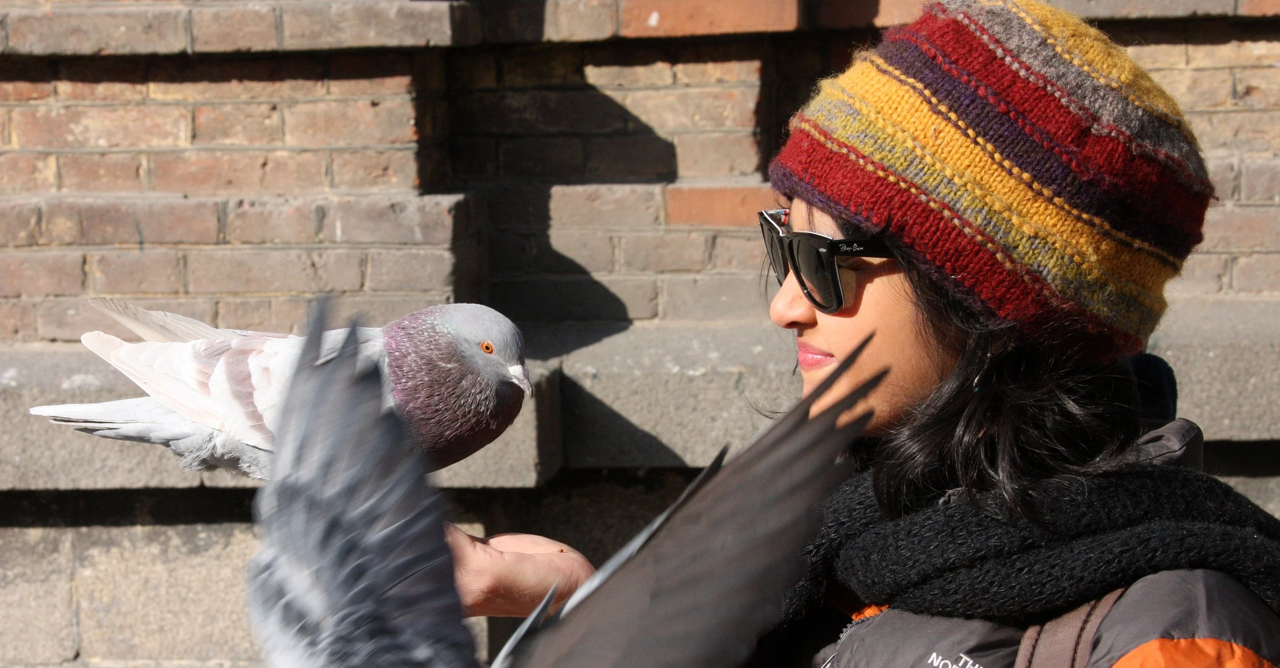 BIRD - PIGEON - HARBIN SAINT SOPHIA'S CATHEDRAL CHINA (48).JPG