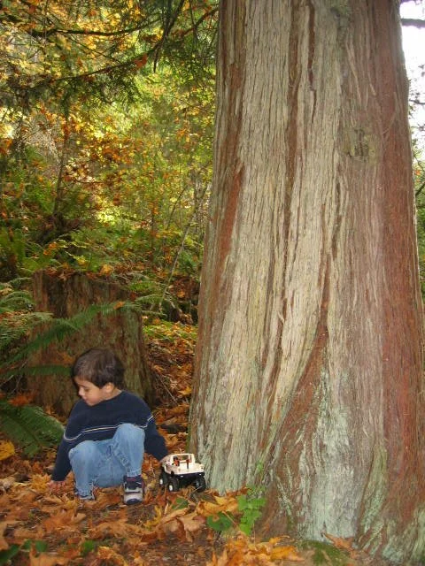 2005-10-22 WALK IN TO OLYMPIC RAINFOREST (6).JPG