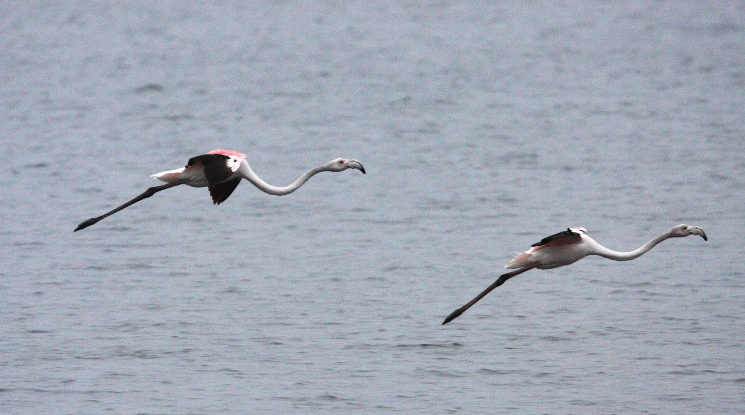 Phoenicopterus roseus - Greater Flamingo - Walvis Bay Namibia (59).JPG