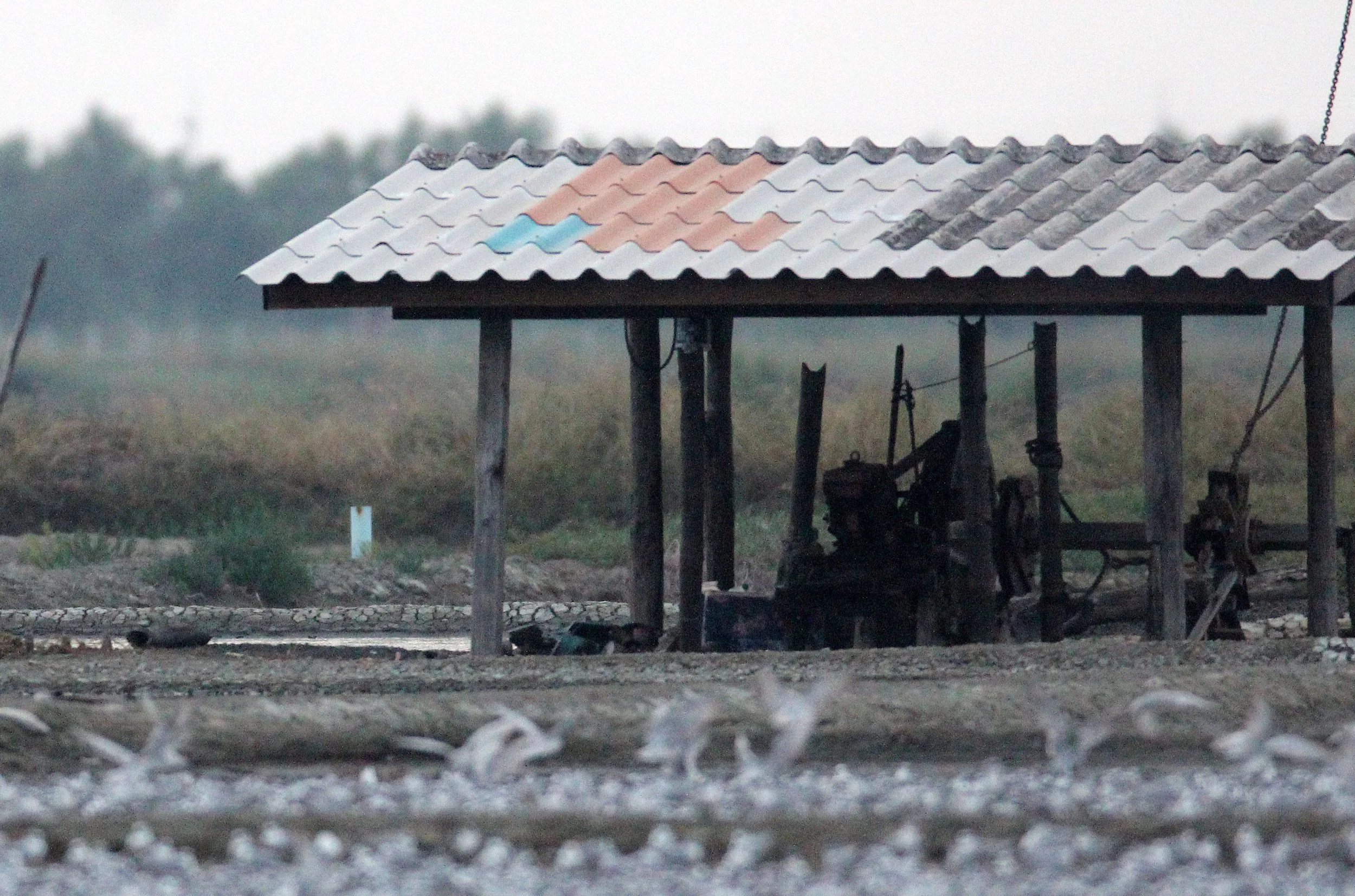 BIRD - TERN SPECIES MIXED FLOCK - WHISKERED AND LITTLE - KOK KHAM MAJACHAI  SALT PONDS - THAILAND (48).JPG