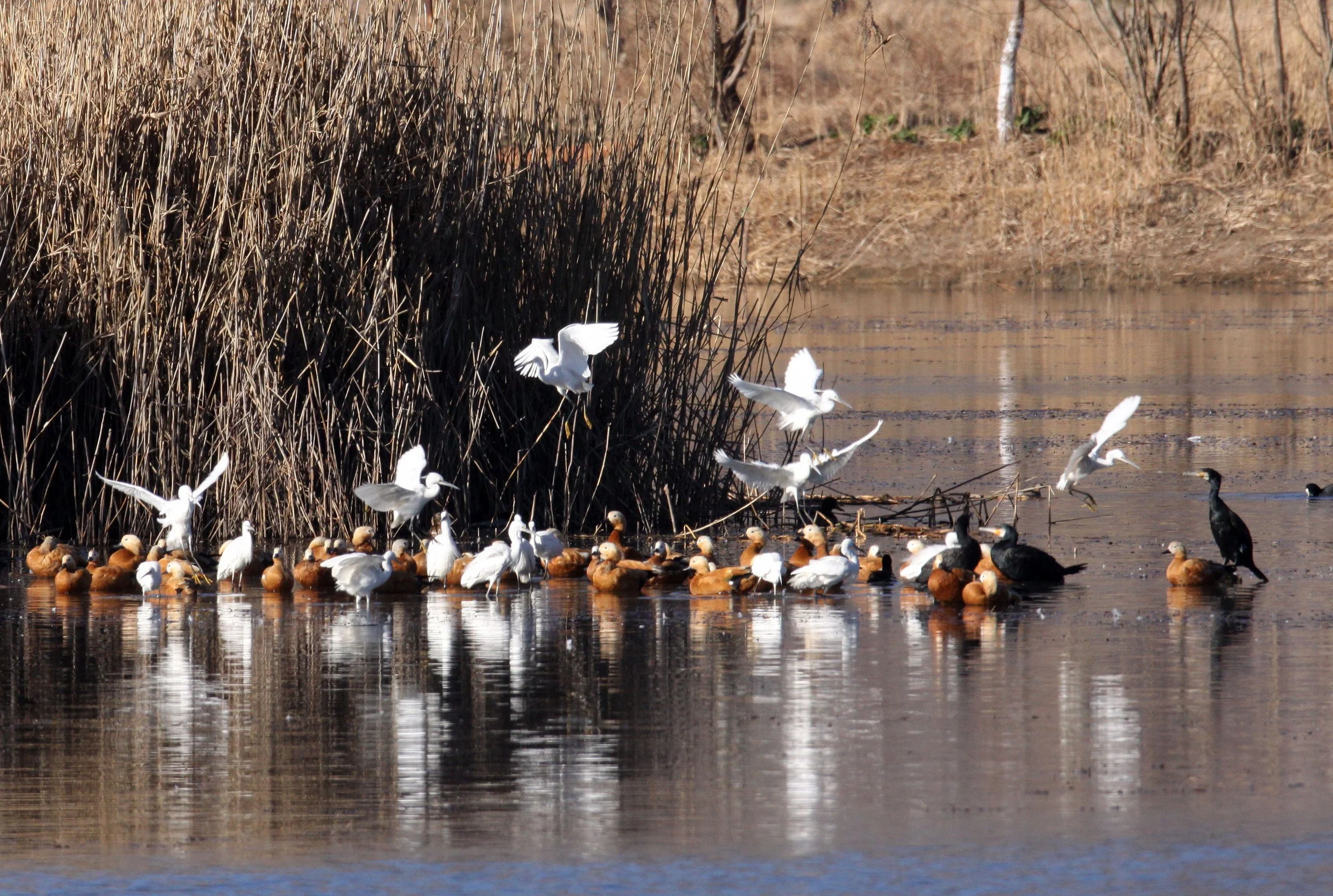 EGRET - LITTLE EGRET- Egretta garzetta - CAO HAI WETLANDS YUNNAN CHINA (2).JPG