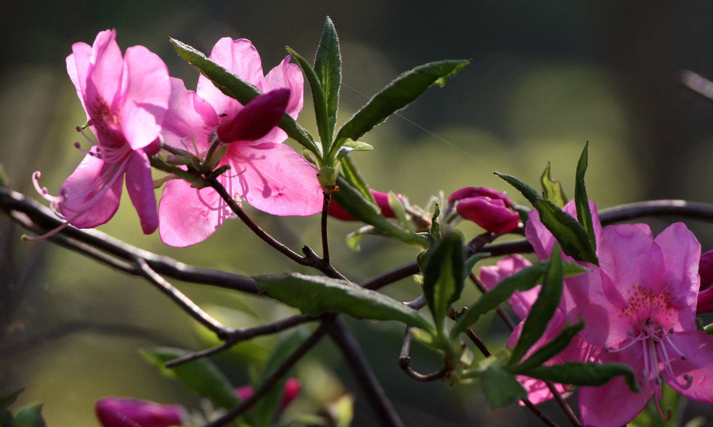 ERICACEAE - RHODODENDRON ALBRECHTI - Murasaki-yashio-tsutsuji - JAPANESE  RHODODENDRON - SHIMOKITA PENINSULA JAPAN (14).JPG