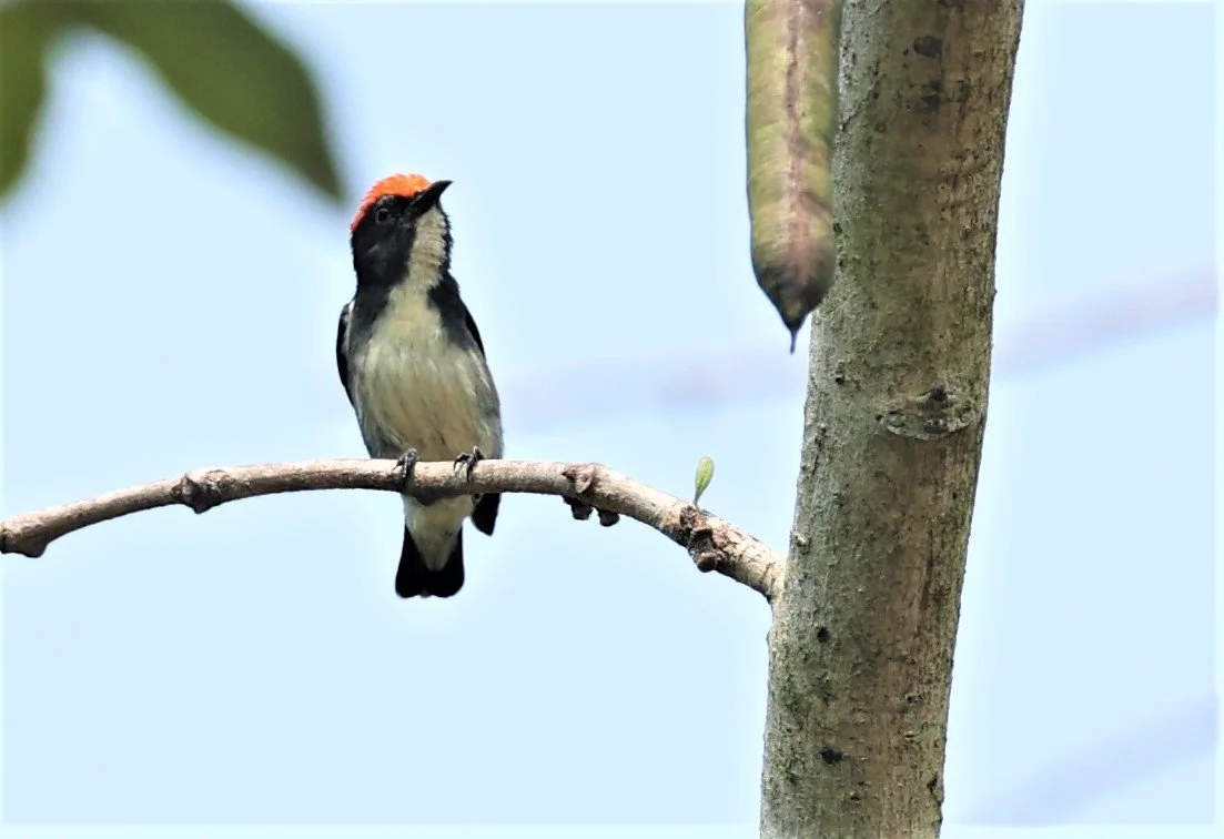 FLOWERPECKER - SCARLET-BACKED FLOWERPECKER - Dicaeum cruentatum - KRUNG CHING, KHAO LUANG NP NST, APRIL 2022 (16).jpg