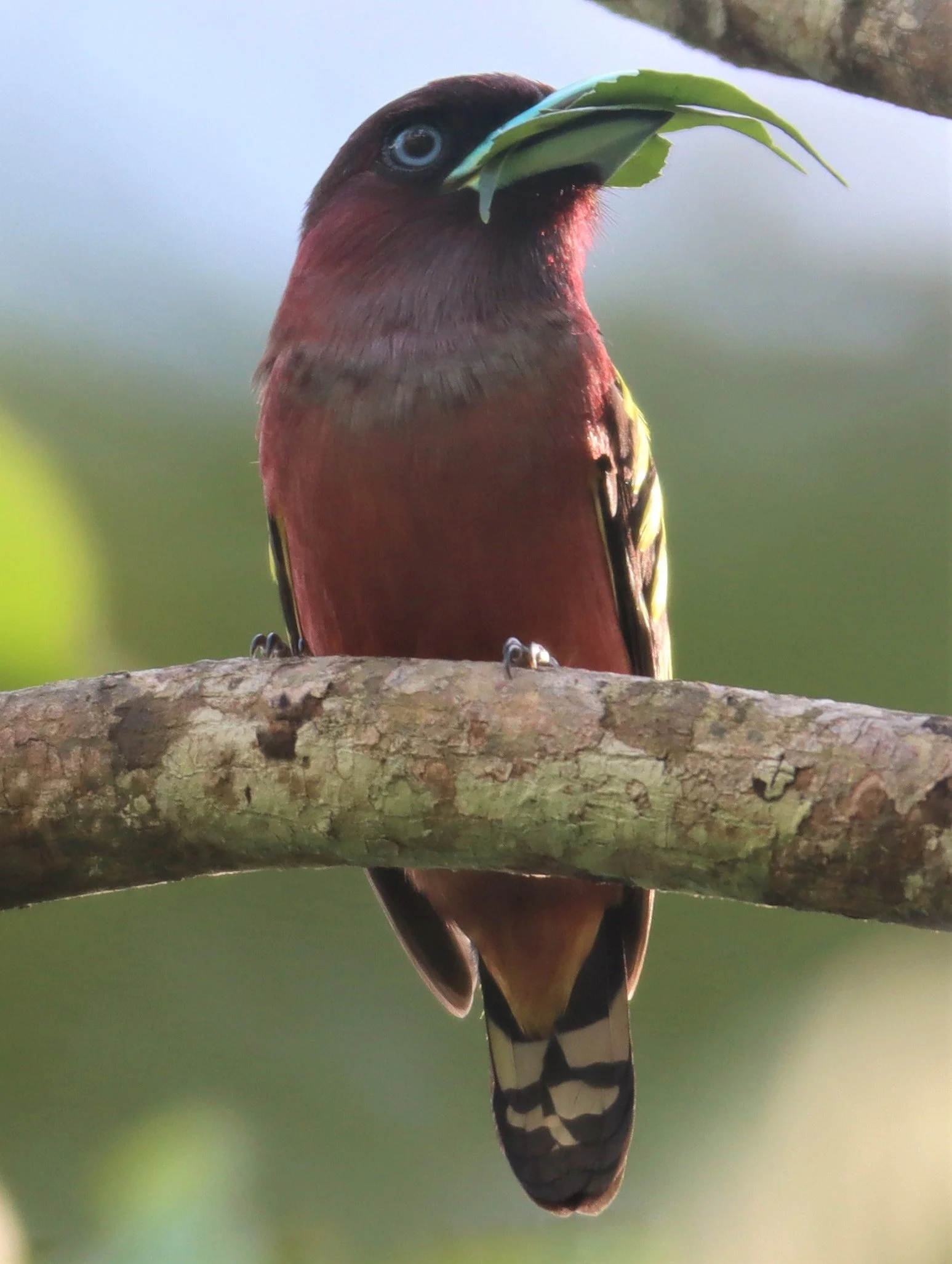 Banded Broadbill (Eurylaimus javanicus)