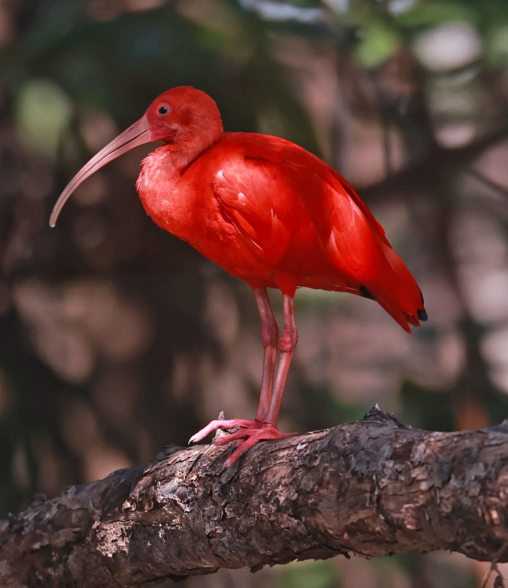 Ibis - Scarlet Ibis - Eudocimus ruber - 29 Songkaow Cafe, Chachoengsao Thailand (275).jpg