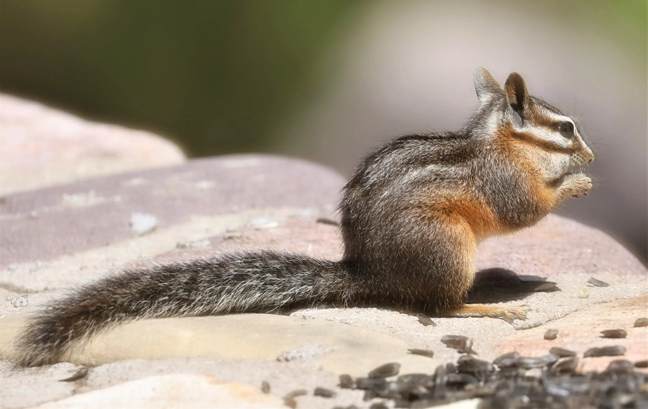 Neotamias dorsalis - CLIFF CHIPMUNK - CAVE CREEK ARIZONA AUGUST 2022 (73).jpg