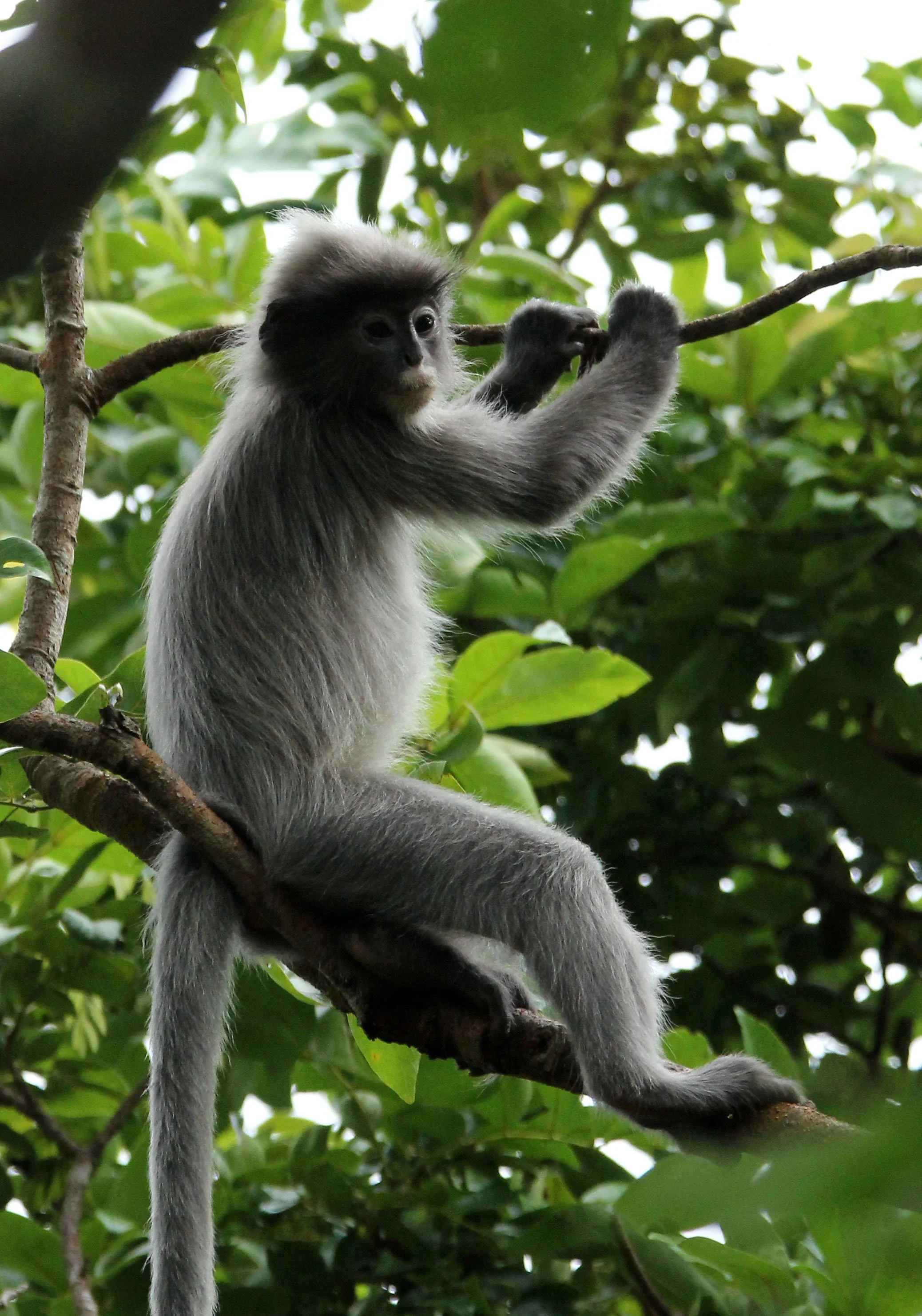 CERCOPITHECIDAE - Trachypithecus crepusculus - INDOCHINESE GRAY LANGUR - PHI THA KHON TEMPLE LOEI (123).JPG