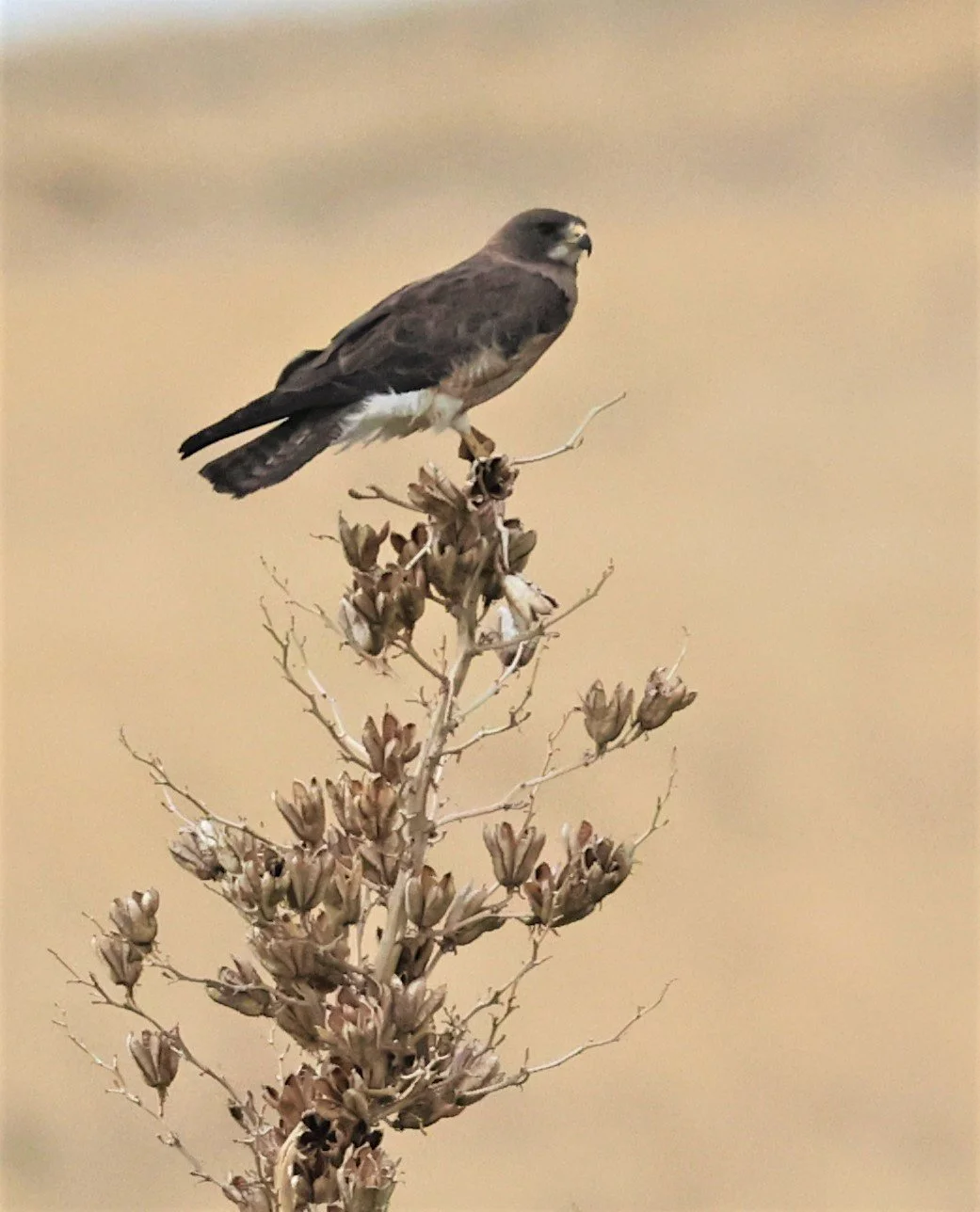 Buteo swainsoni - SWAINSON'S HAWK - DAVIS MOUNTAINS STATE PARK TEXAS JULY 2022 (4).jpg