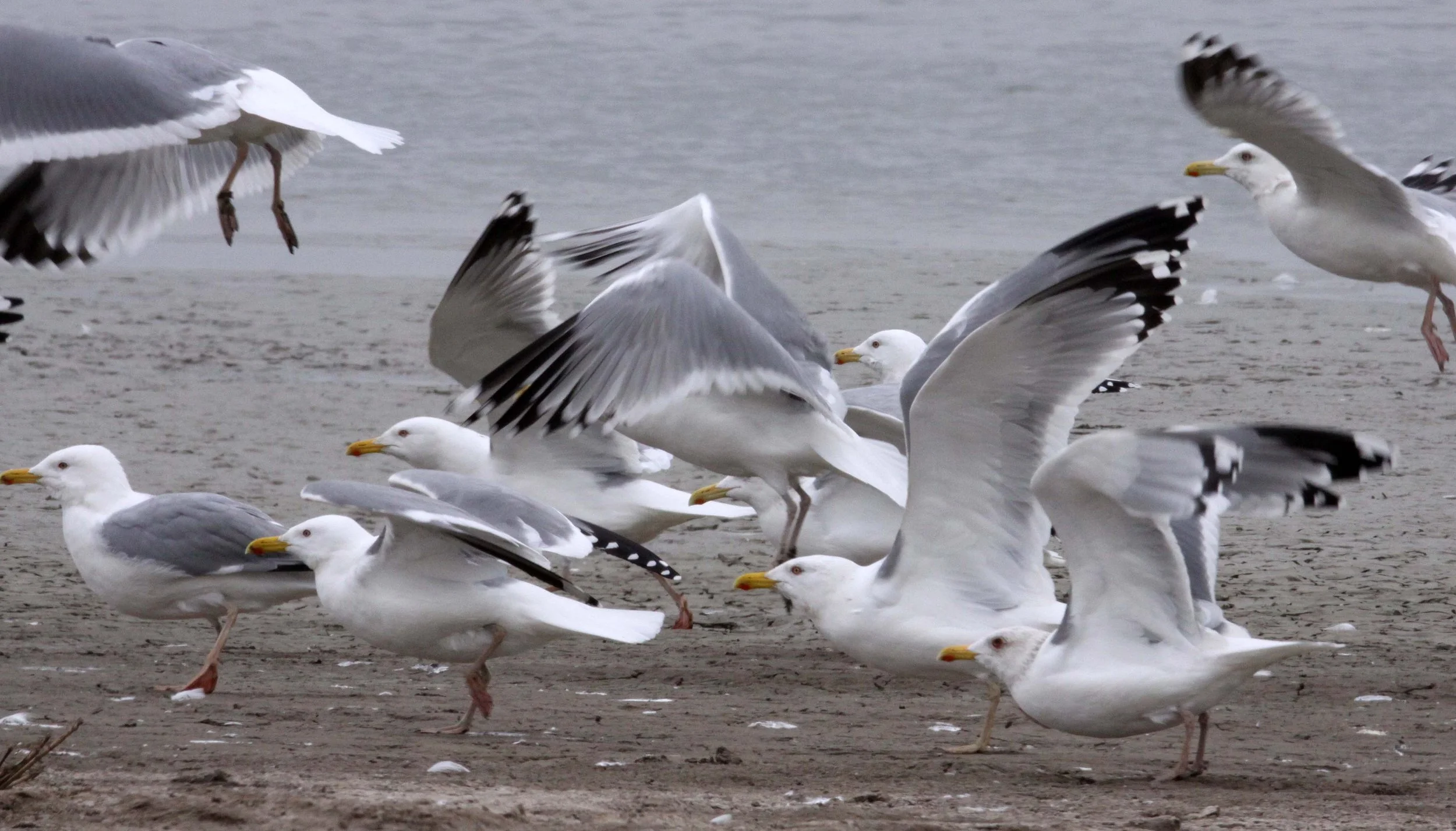 BIRD - GULL - HUEGLIN'S GULL- YANCHENG CHINA (15).JPG
